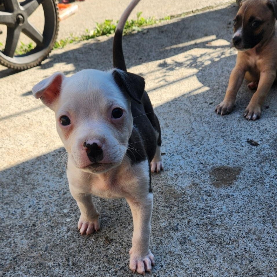 Enlarge The Ellensburg Munchkins (Three Chubby Puppies Looking for Love!), a Adopted mixed breed in Kirkland, WA image 4/4