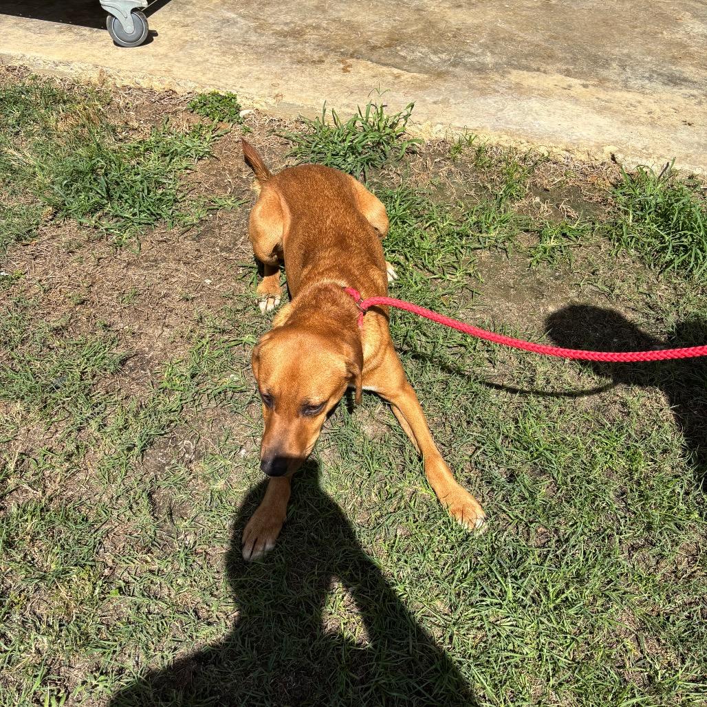 Brock, Adoptable, Adult Male Hound.