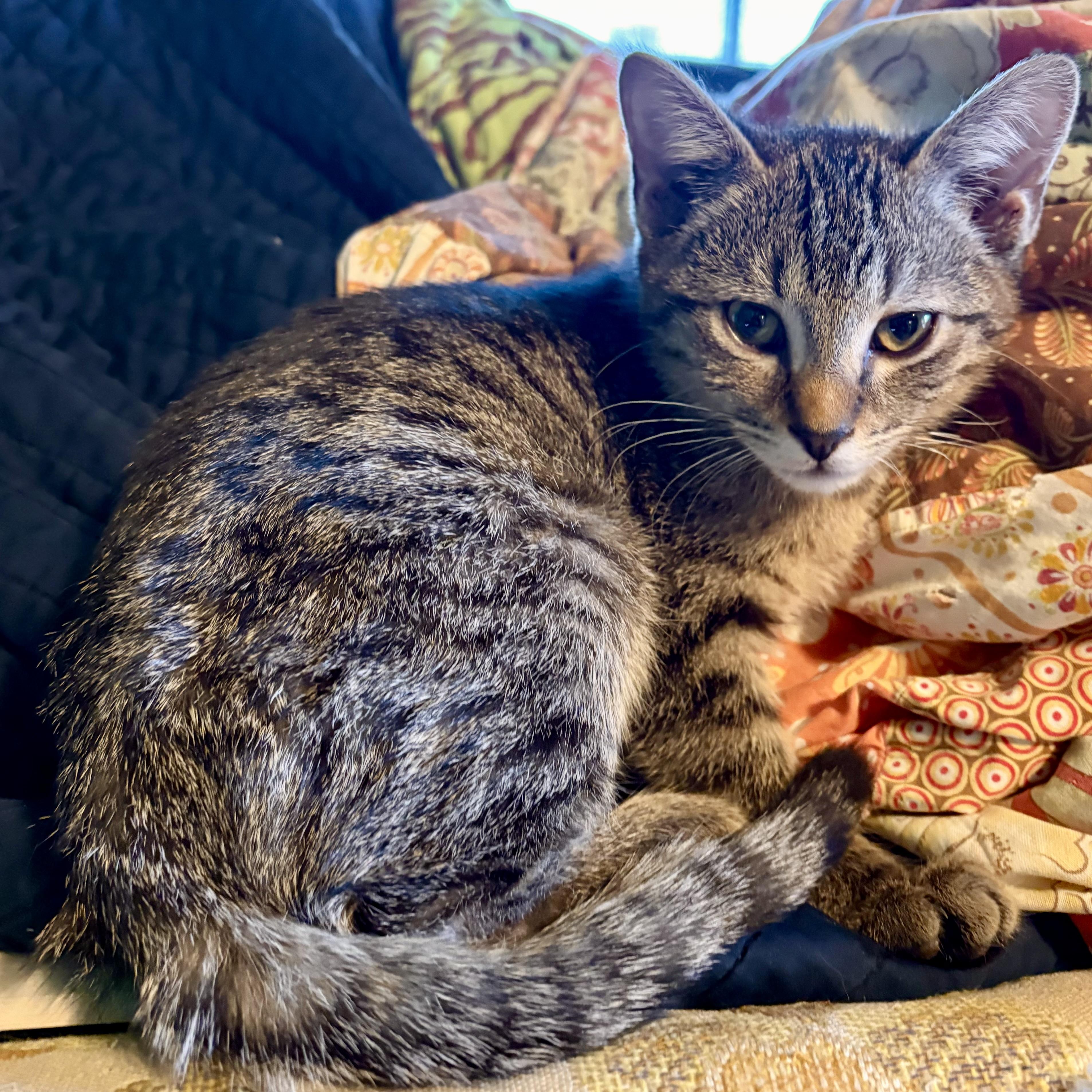 Jamocha, a Adoptable Domestic Short Hair in Akron, OH image 1/3