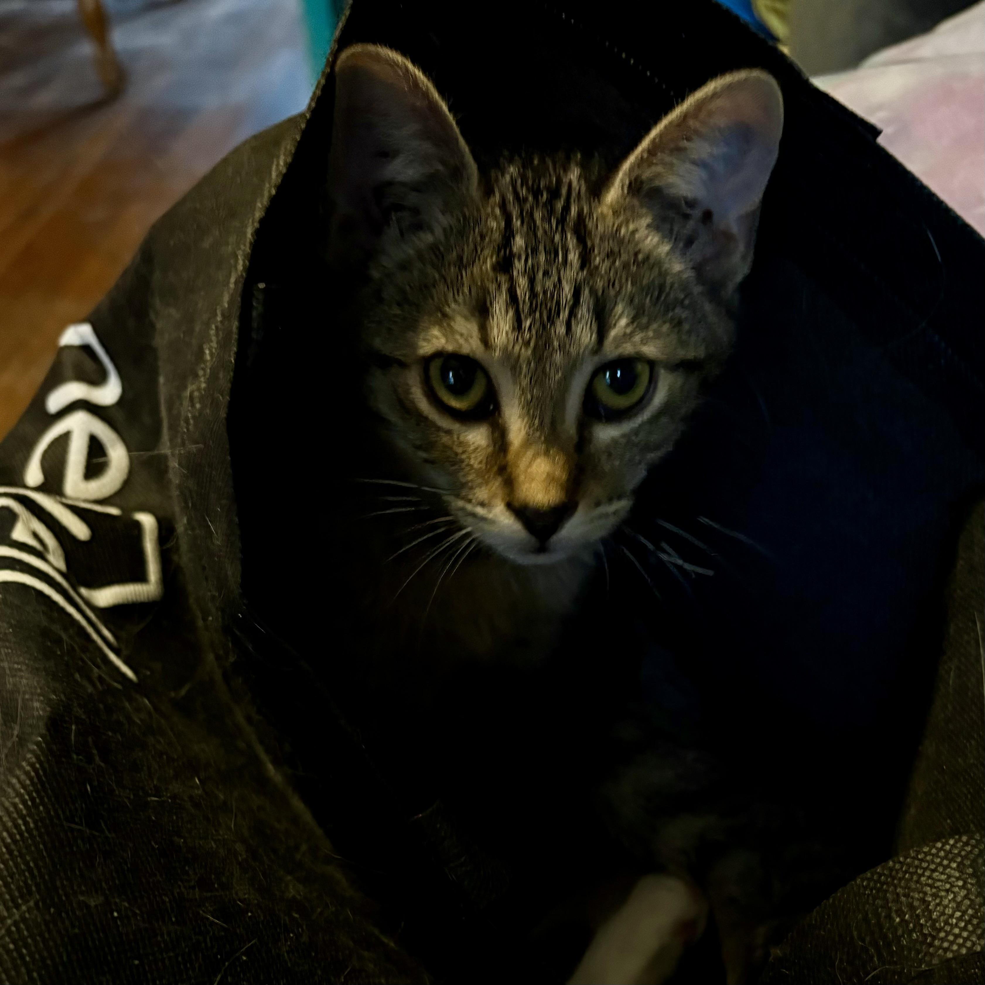 Jamocha, a Adoptable Domestic Short Hair in Akron, OH image 3/3