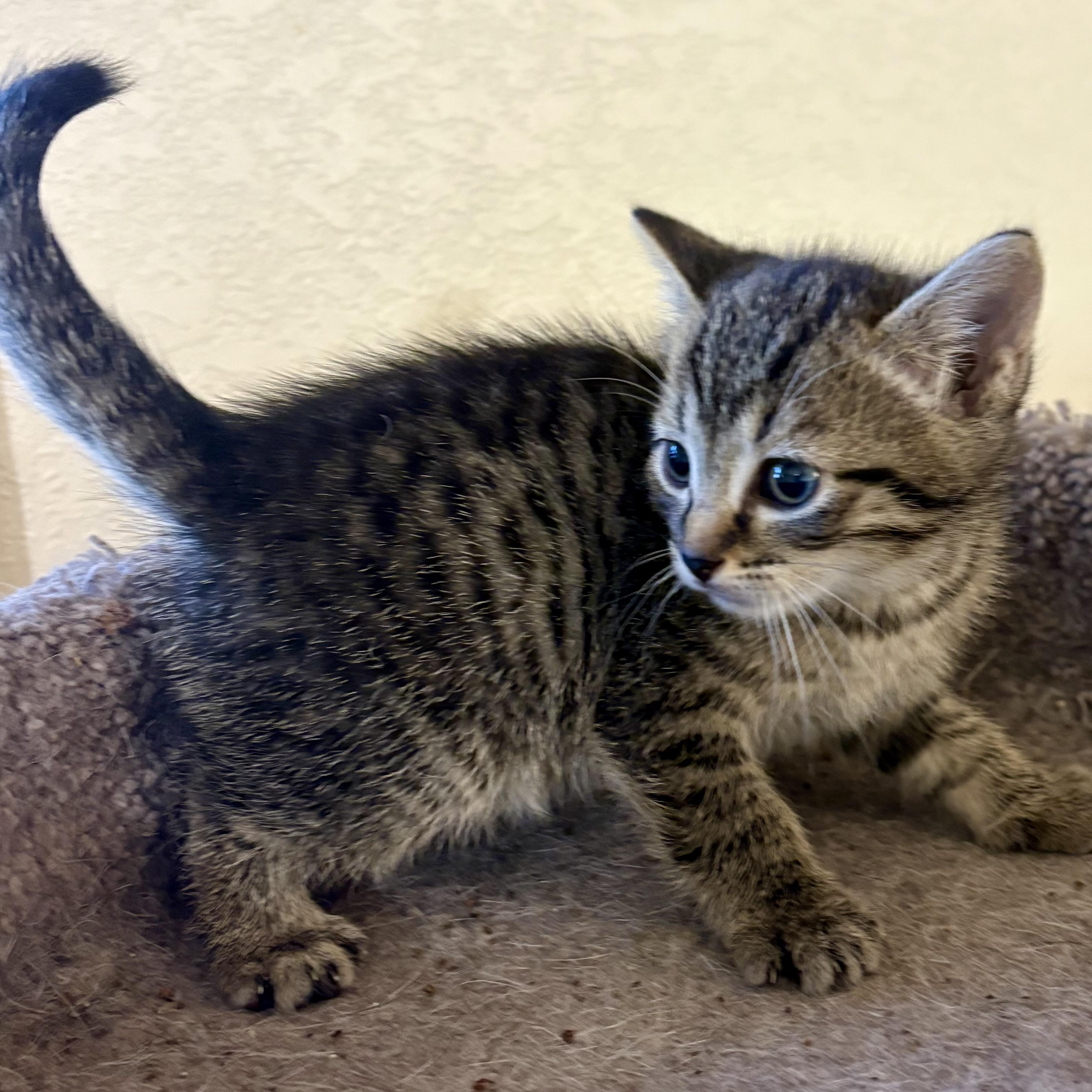 Jamocha, a Adoptable Domestic Short Hair in Akron, OH image 2/3