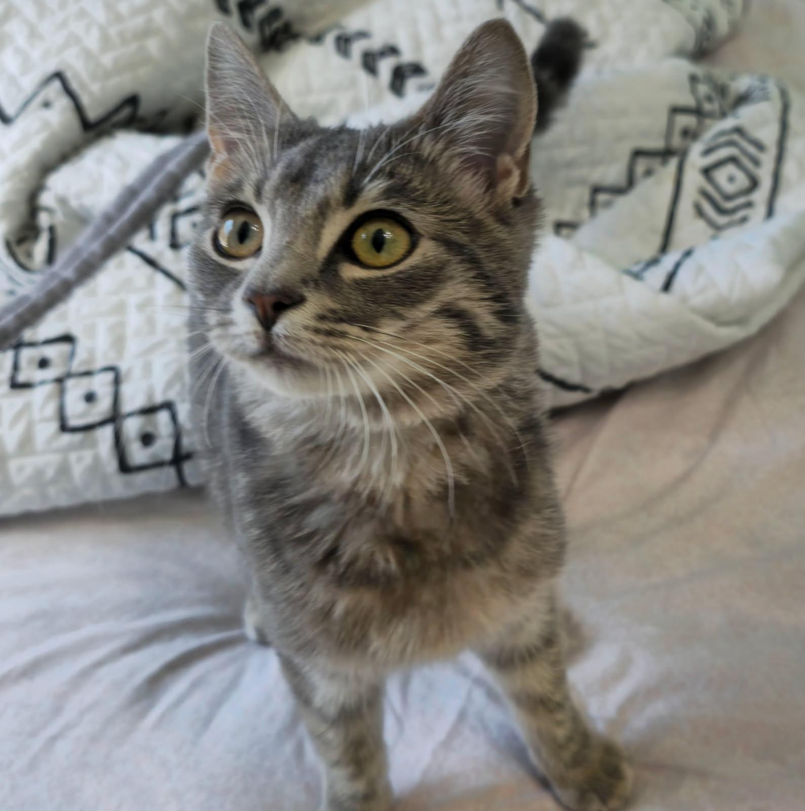 Sassafras, a ADOPTABLE Domestic Short Hair in Coppell, TX image 2/5