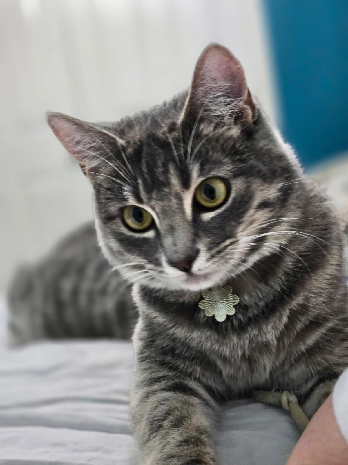 Sassafras, a ADOPTABLE Domestic Short Hair in Coppell, TX image 3/5