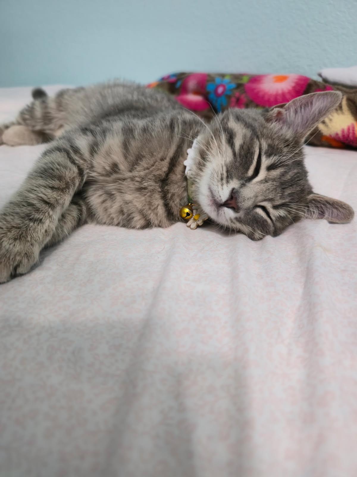 Sassafras, a ADOPTABLE Domestic Short Hair in Coppell, TX image 4/5