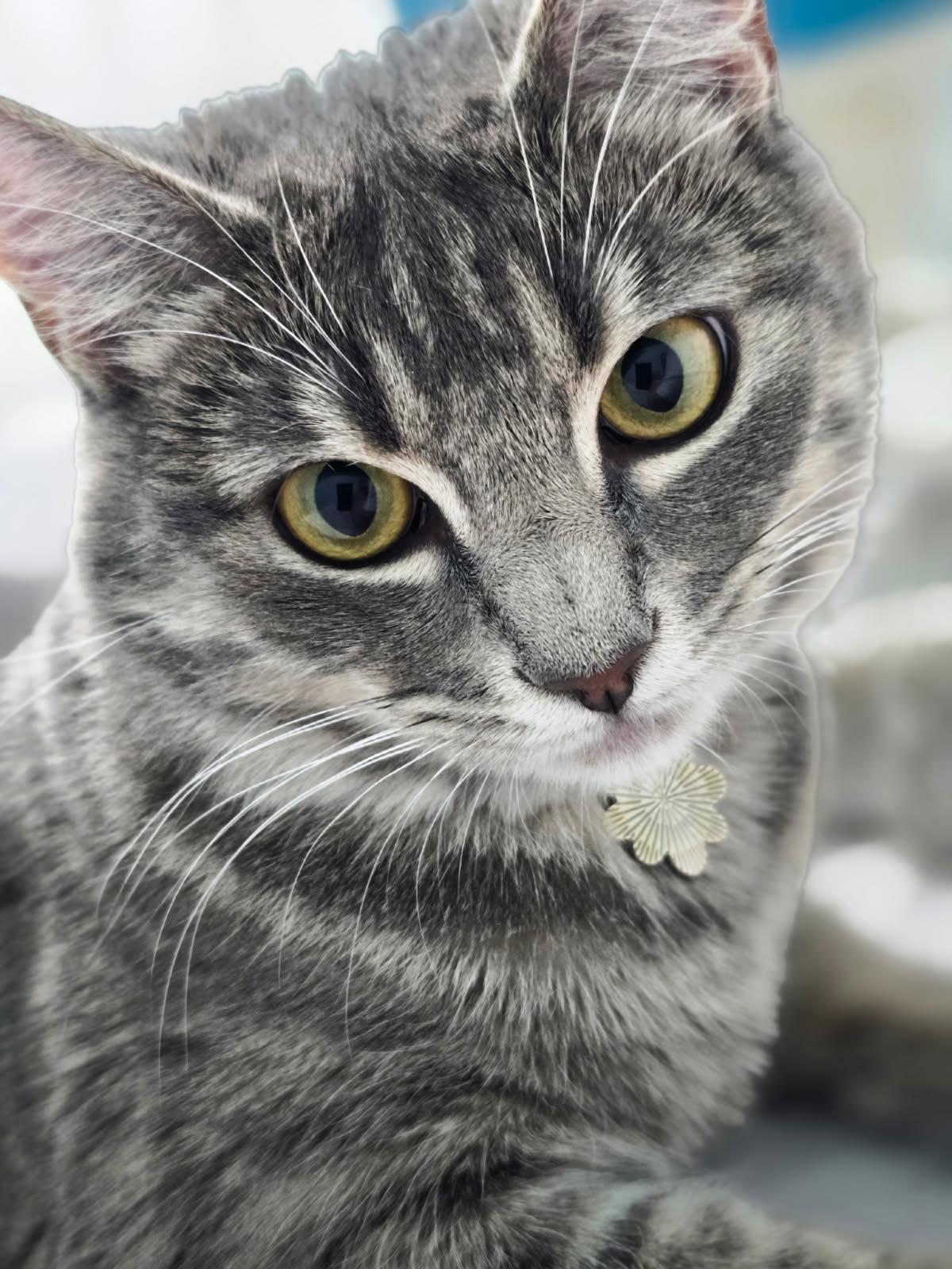 Sassafras, ADOPTABLE, Young Female Domestic Short Hair.