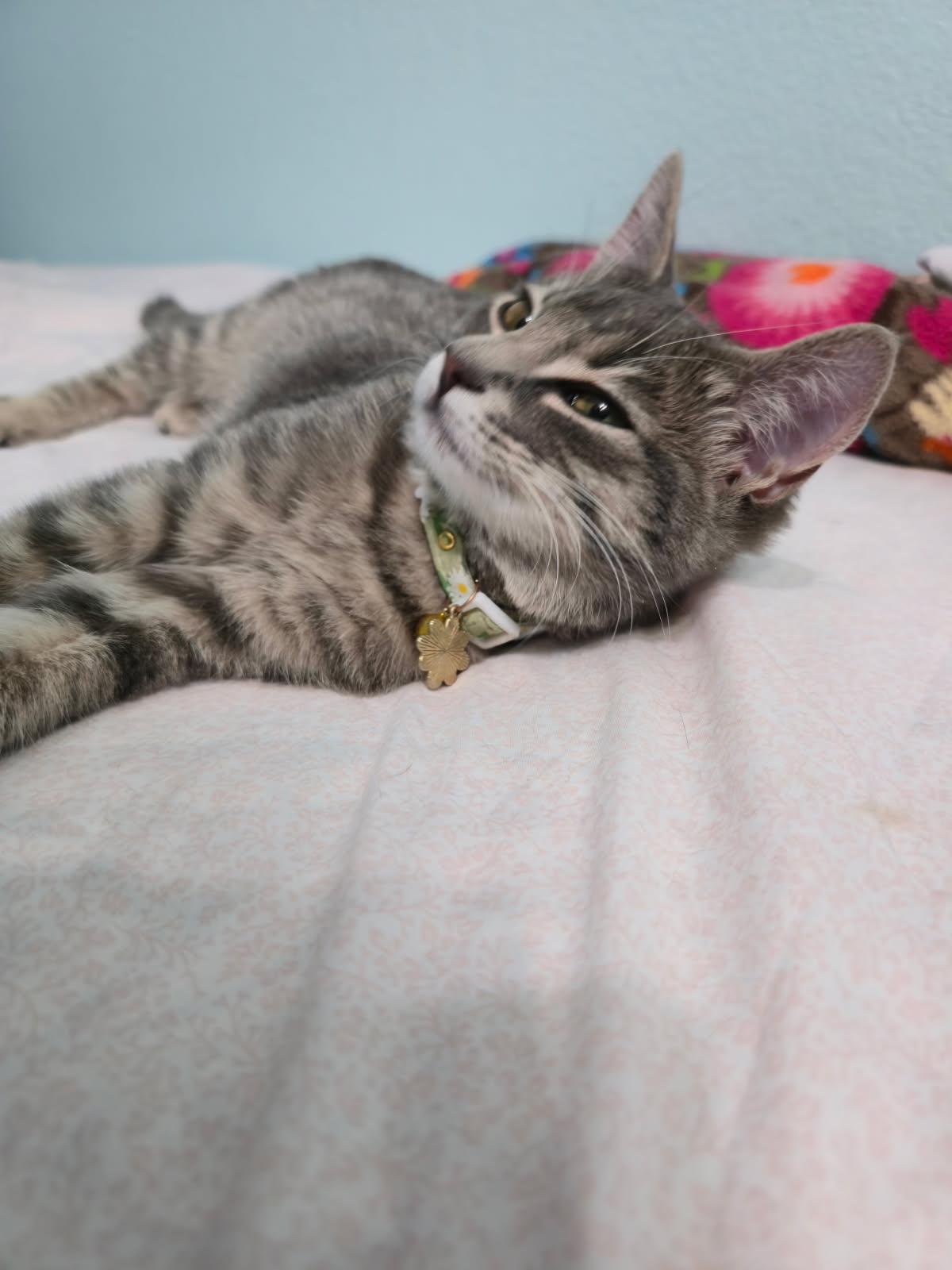 Sassafras, a ADOPTABLE Domestic Short Hair in Coppell, TX image 5/5