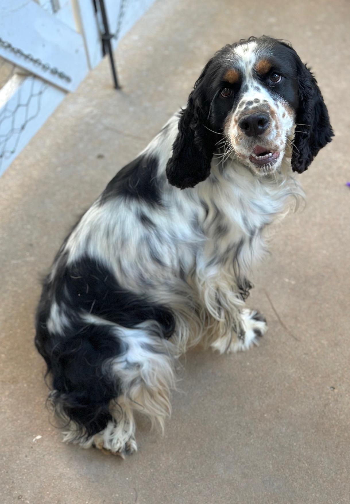 Willow, a Adoptable English Springer Spaniel in Atlanta, GA image 2/6