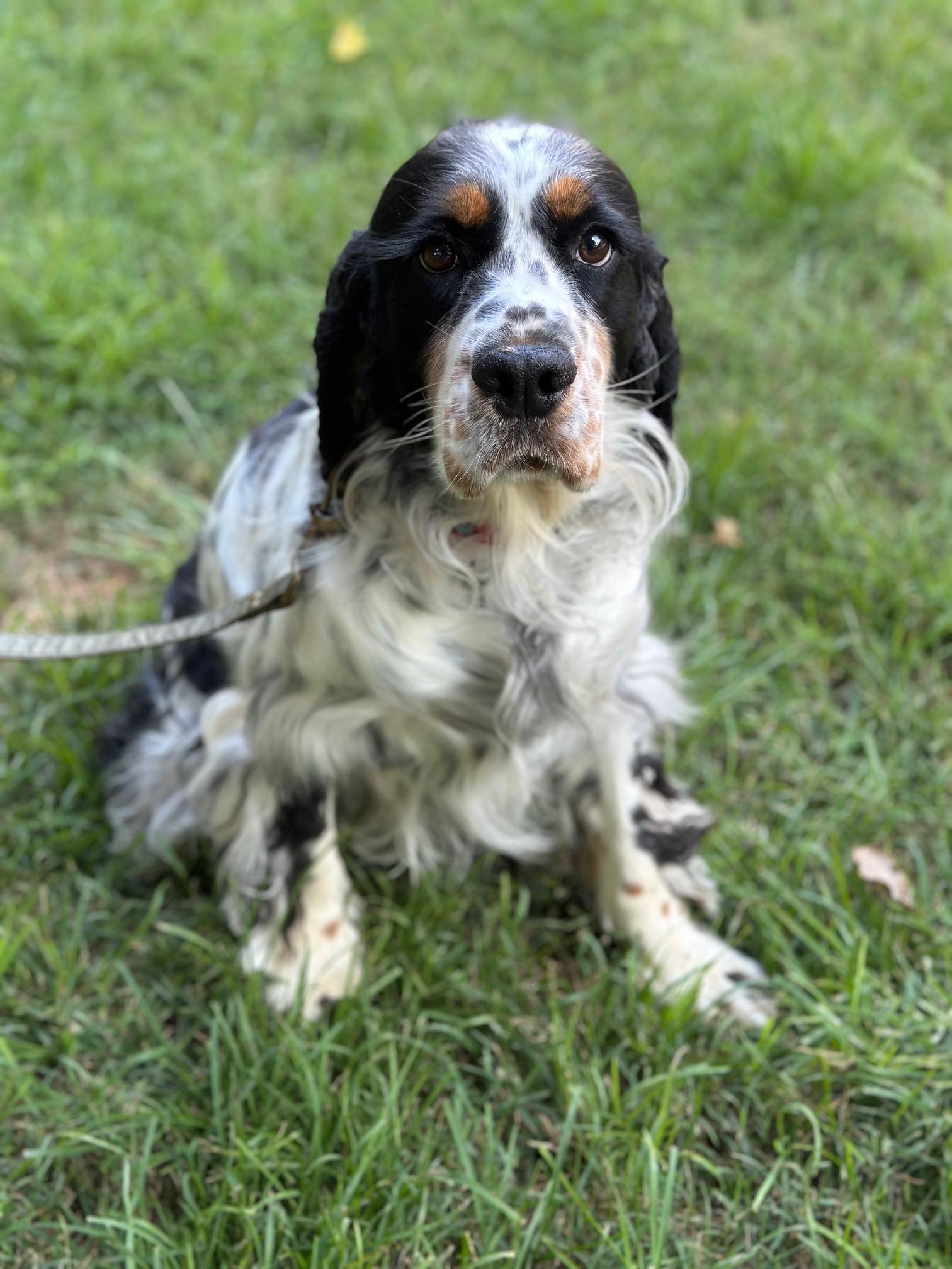 Willow, a Adoptable English Springer Spaniel in Atlanta, GA image 4/6