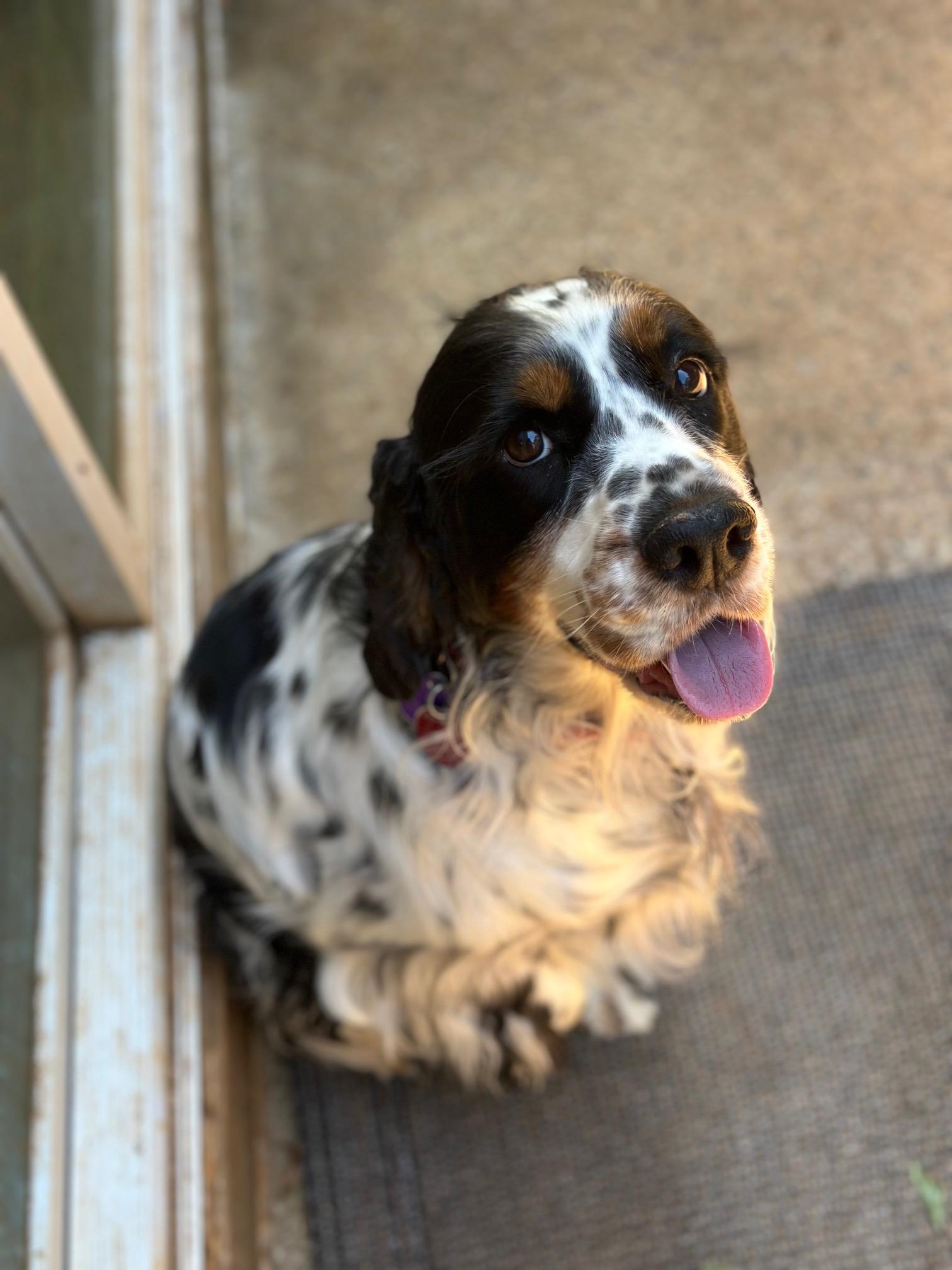 Willow, a Adoptable English Springer Spaniel in Atlanta, GA image 5/6