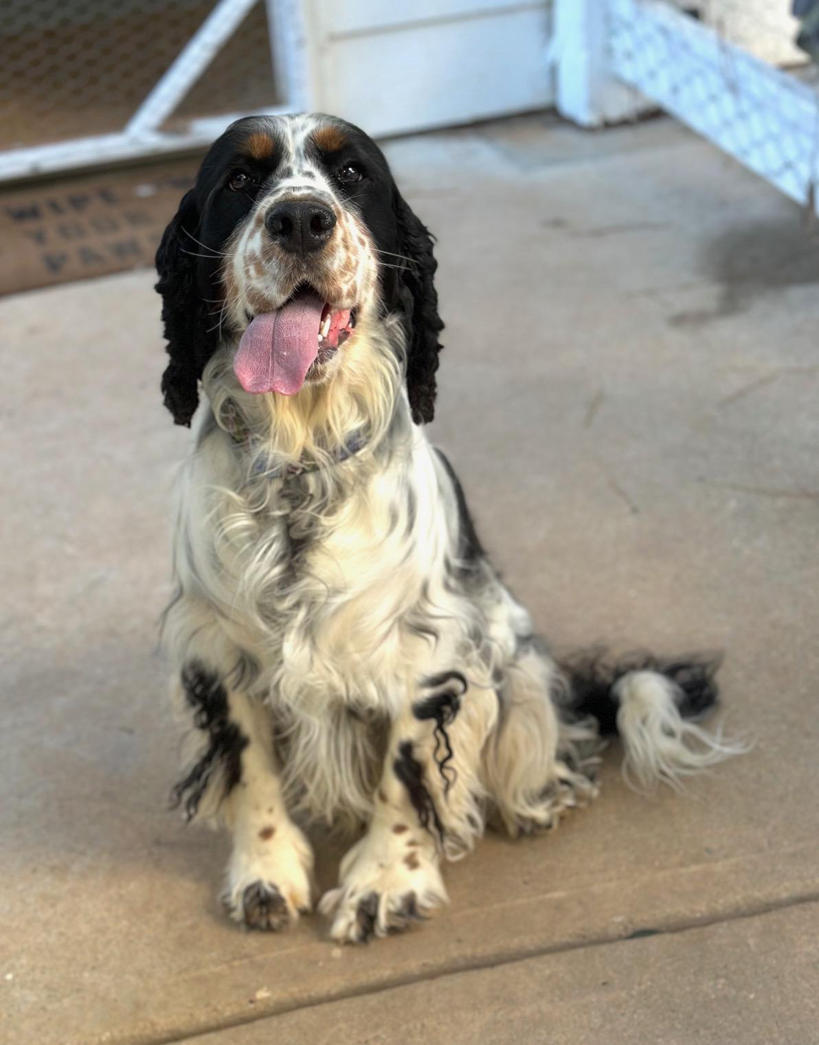Willow, a Adoptable English Springer Spaniel in Atlanta, GA image 3/6