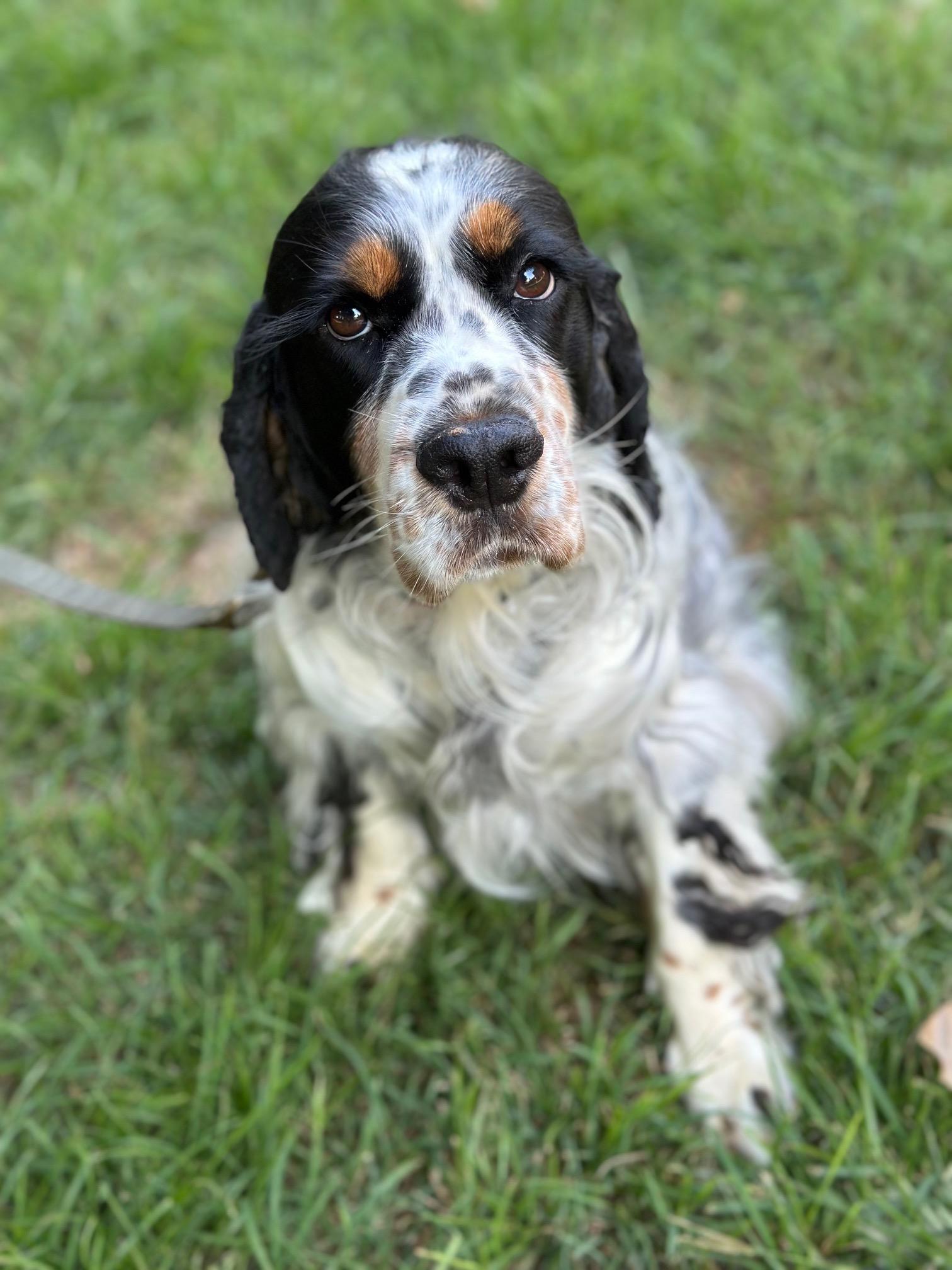 Willow, a Adoptable English Springer Spaniel in Atlanta, GA image 6/6