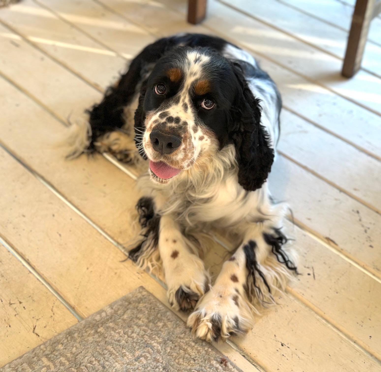 Willow, a Adoptable English Springer Spaniel in Atlanta, GA image 1/6