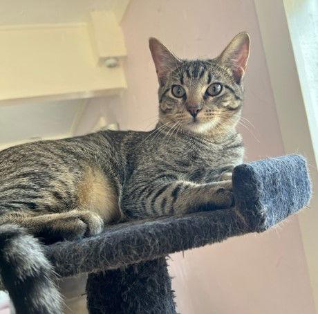 Enlarge Fergus S., a Adoptable Tabby in Plano, TX image 1/3
