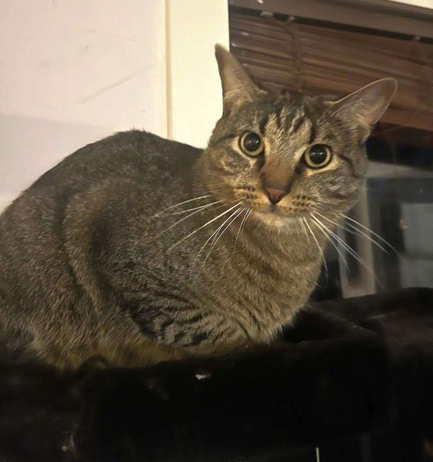 Enlarge Fergus S., a Adoptable Tabby in Plano, TX image 2/3