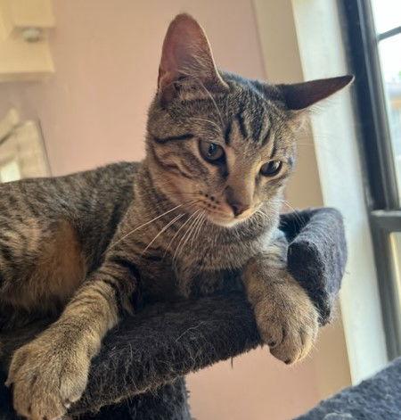 Enlarge Fergus S., a Adoptable Tabby in Plano, TX image 3/3