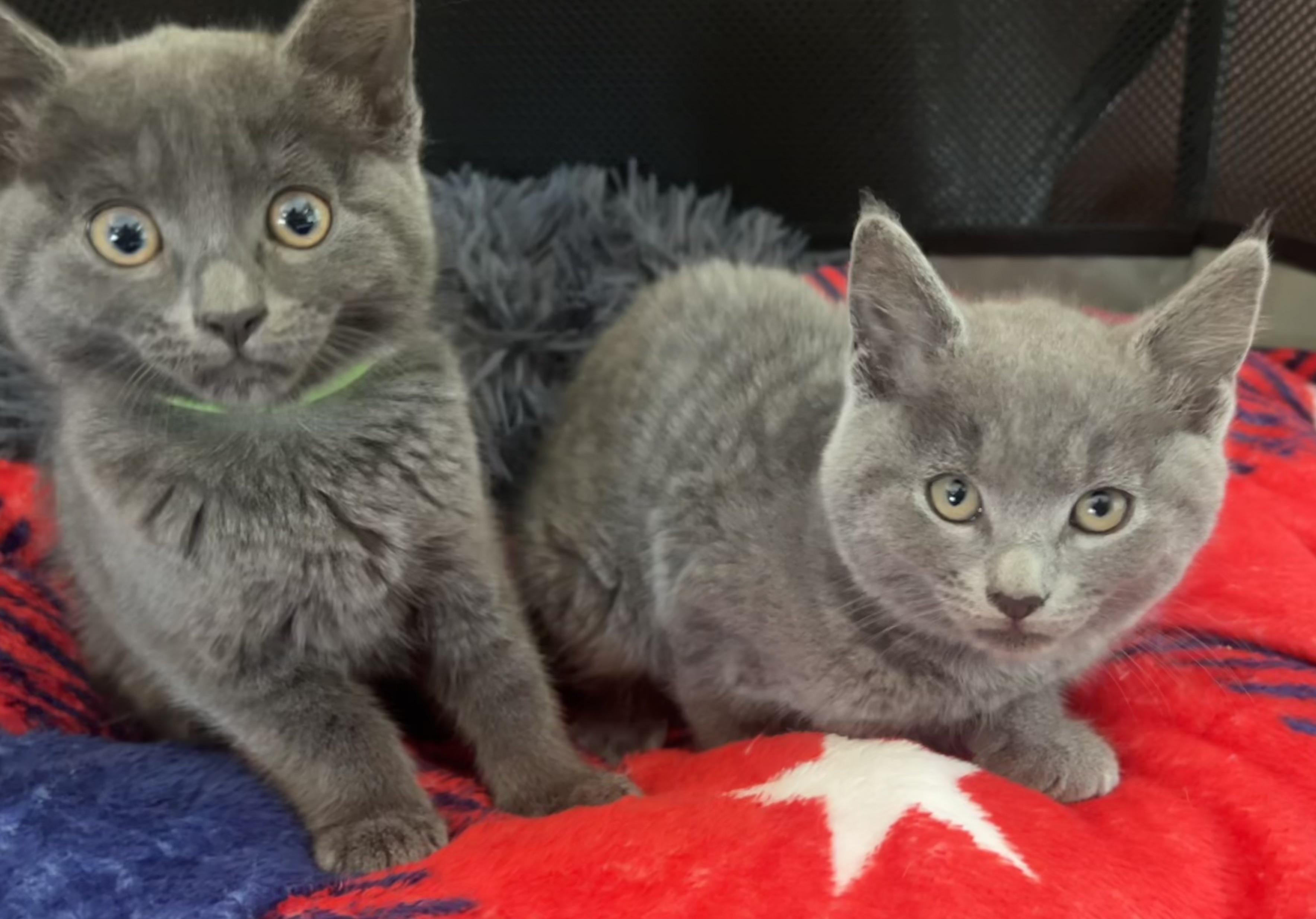 Jillian & Jessica (super sweet), ADOPTABLE, Kitten Female Russian Blue & Tabby.