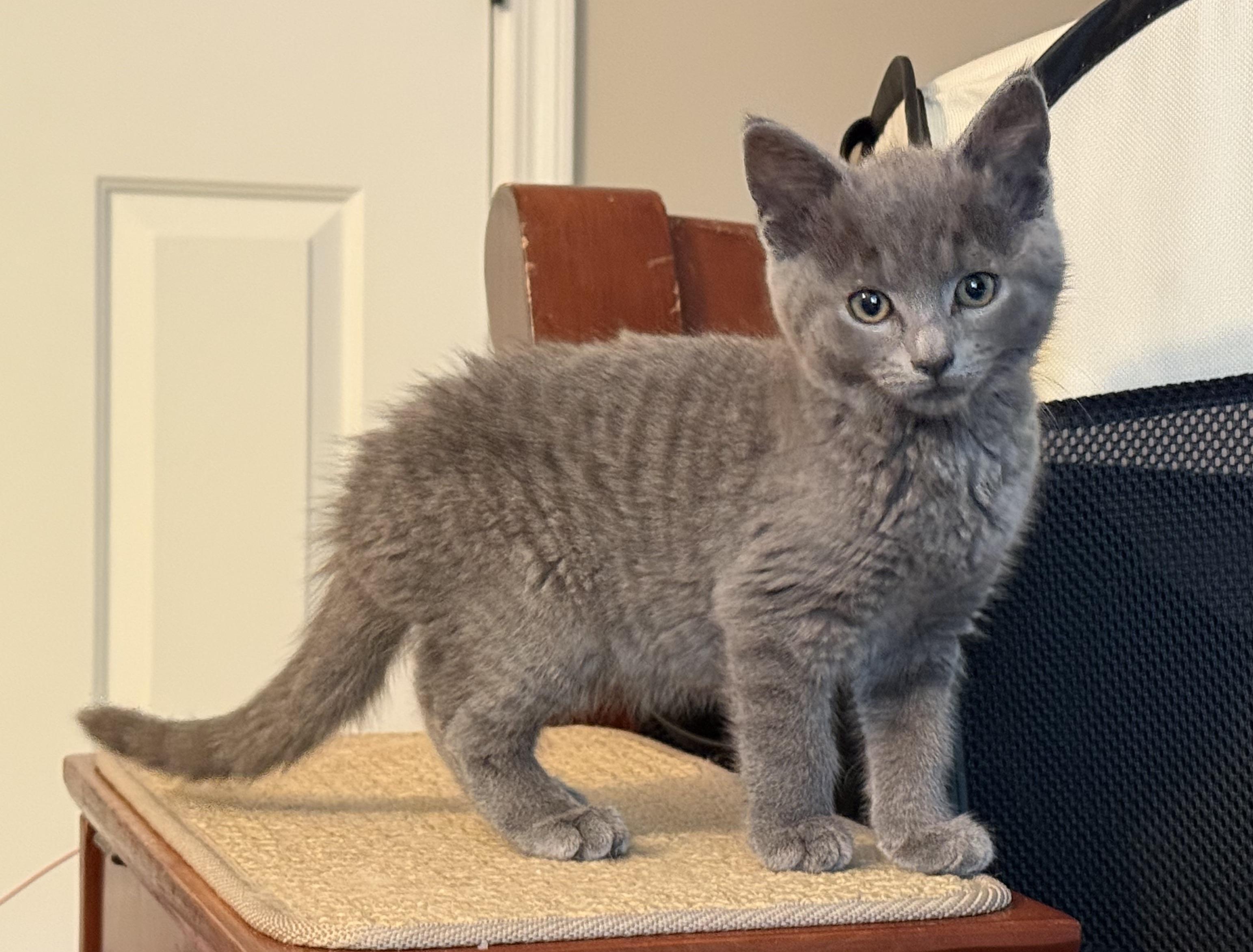 Jillian & Jessica (super sweet), a ADOPTABLE mixed breed in New Milford, CT image 4/6