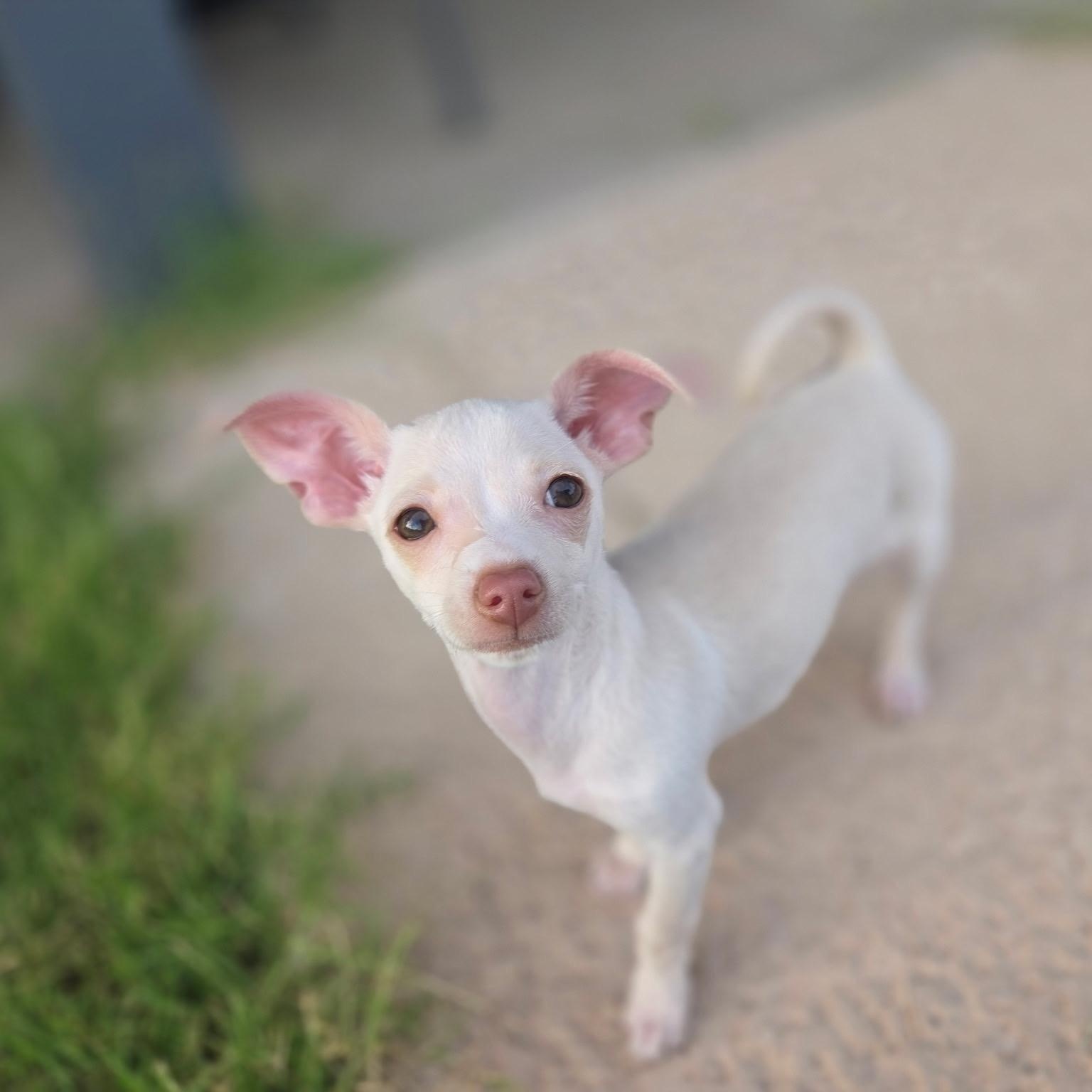 Enlarge Dobby, a Adoptable Chihuahua in Phoenix, AZ image 1/4