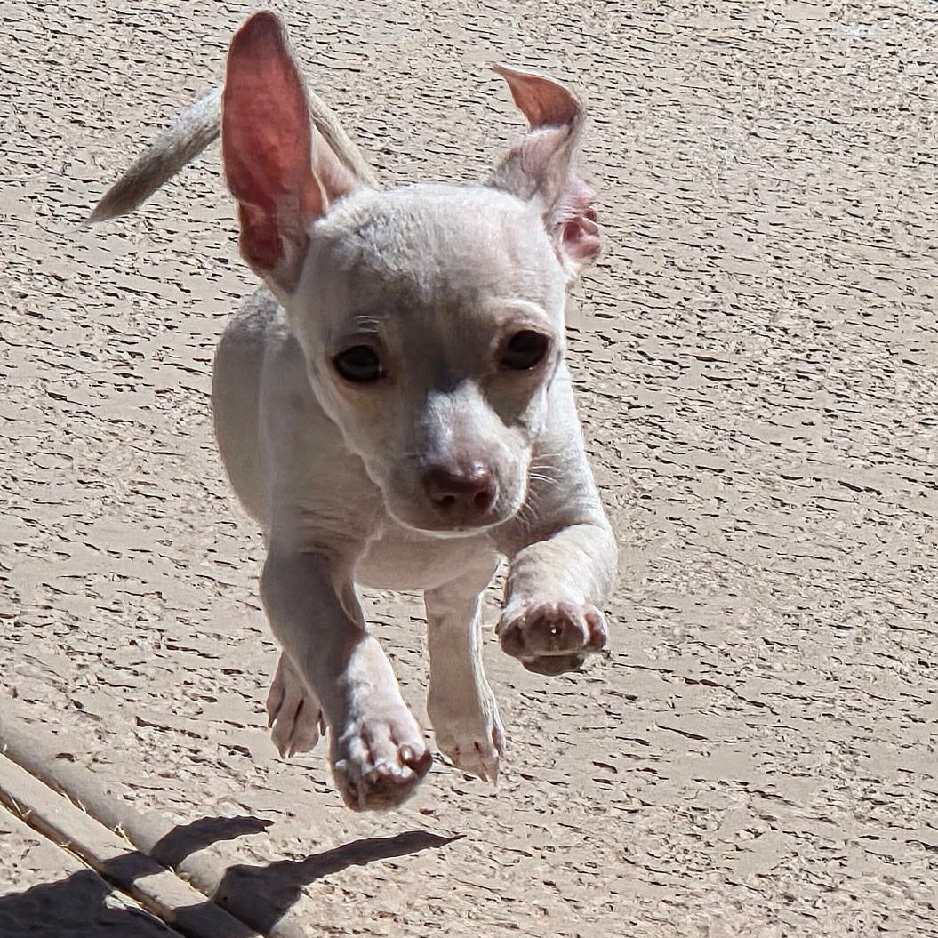 Enlarge Dobby, a Adoptable Chihuahua in Phoenix, AZ image 3/4