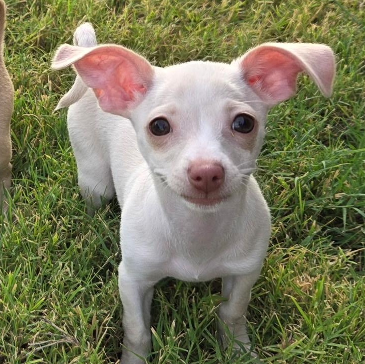 Enlarge Dobby, a Adoptable Chihuahua in Phoenix, AZ image 2/4