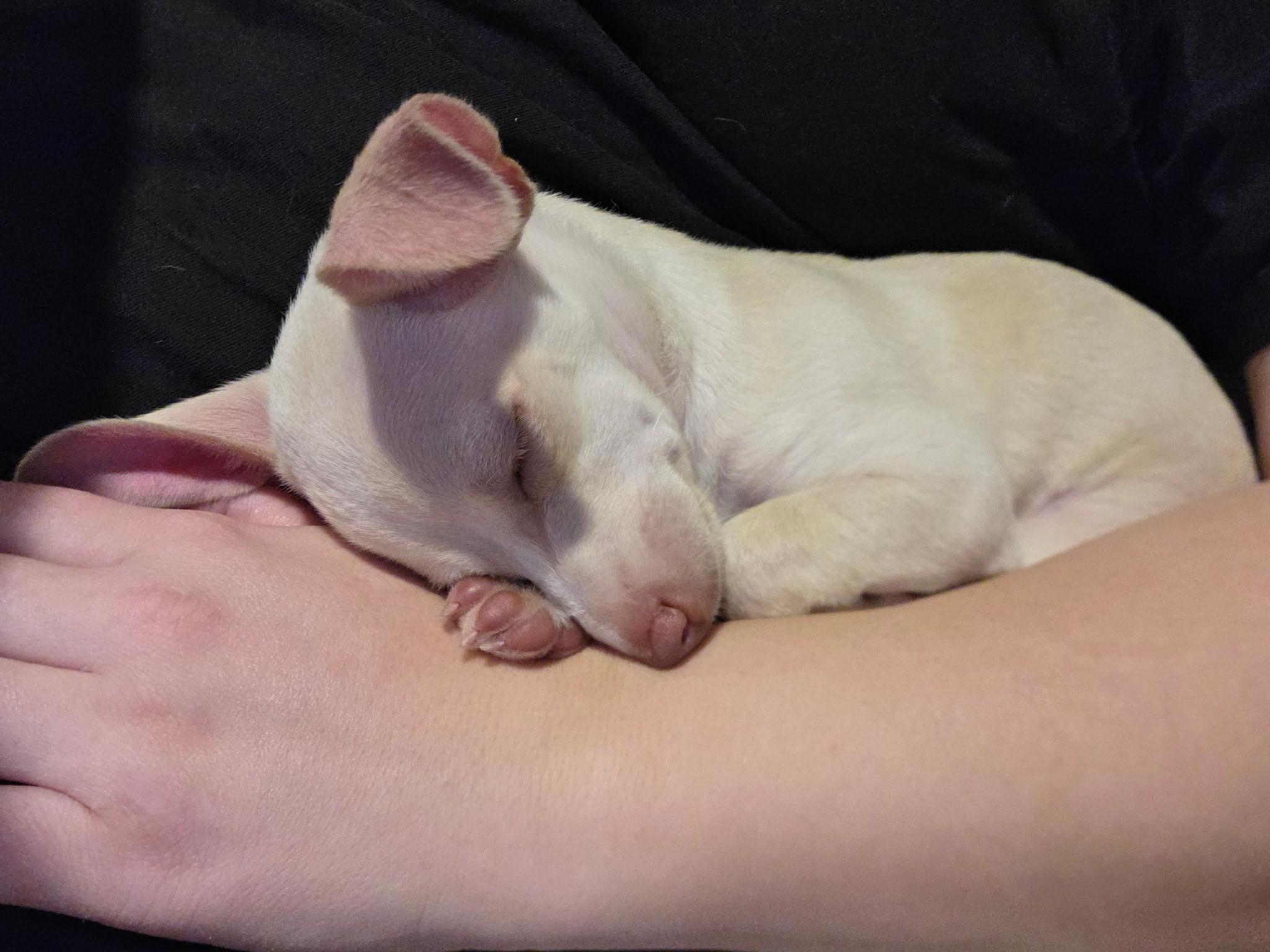 Enlarge Dobby, a Adoptable Chihuahua in Phoenix, AZ image 4/4