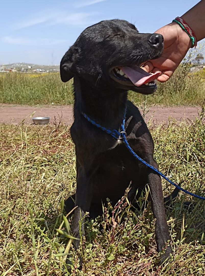 Enlarge Fresa, a Adoptable mixed breed in Chula Vista, CA image 2/3