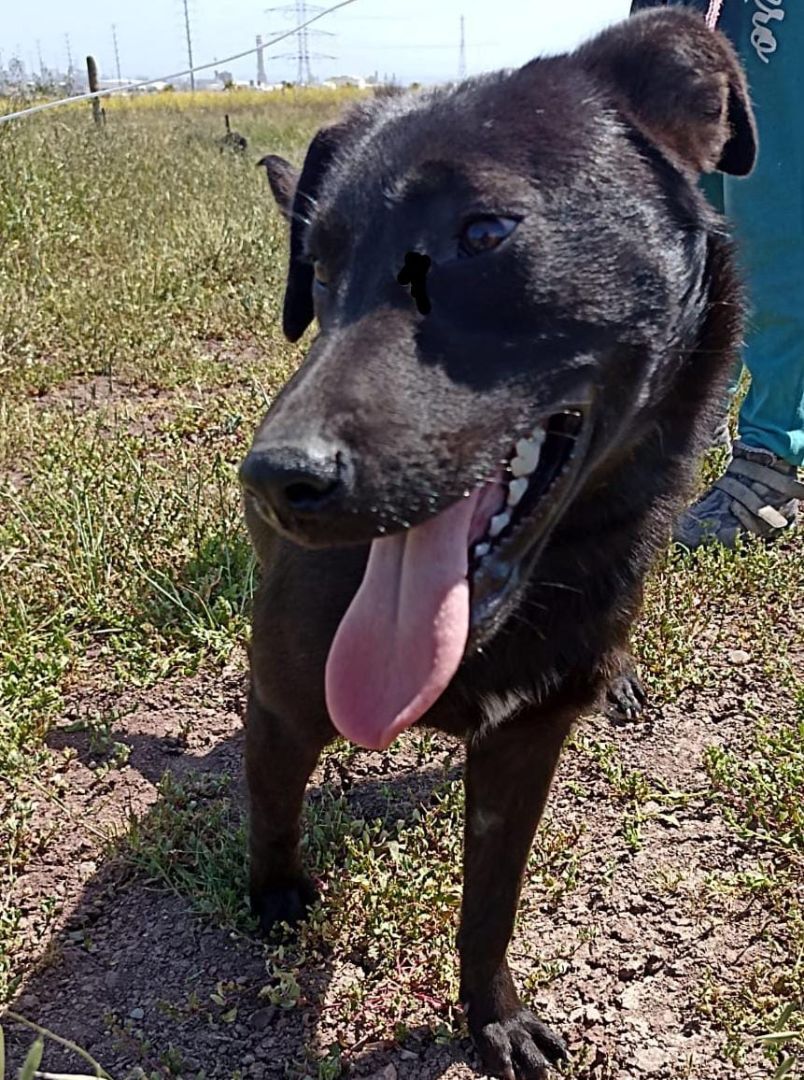 Enlarge Fresa, a Adoptable mixed breed in Chula Vista, CA image 3/3