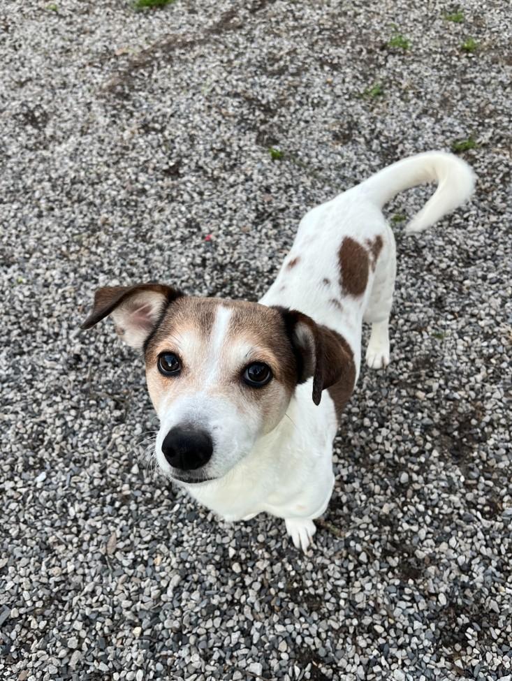 Enlarge Rocko, a ADOPTABLE mixed breed in Baton Rouge, LA image 1/1