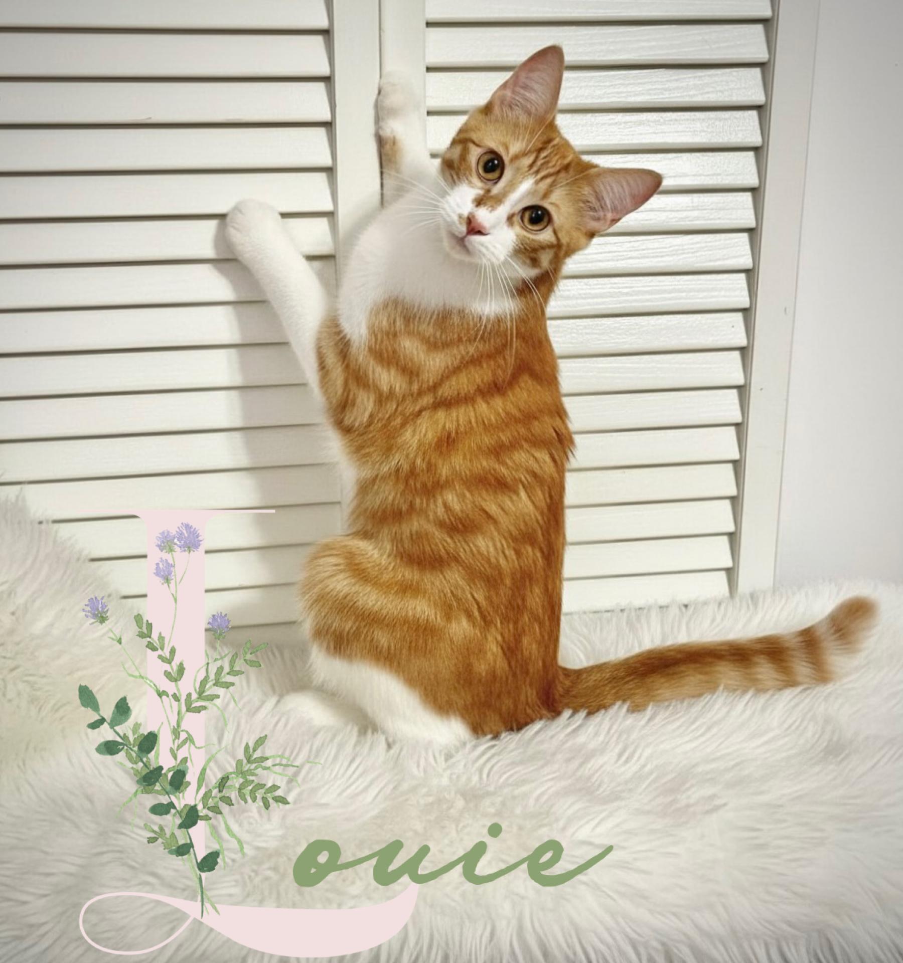 Enlarge Louie & Leo, a ADOPTABLE mixed breed in Warwick, RI image 3/4