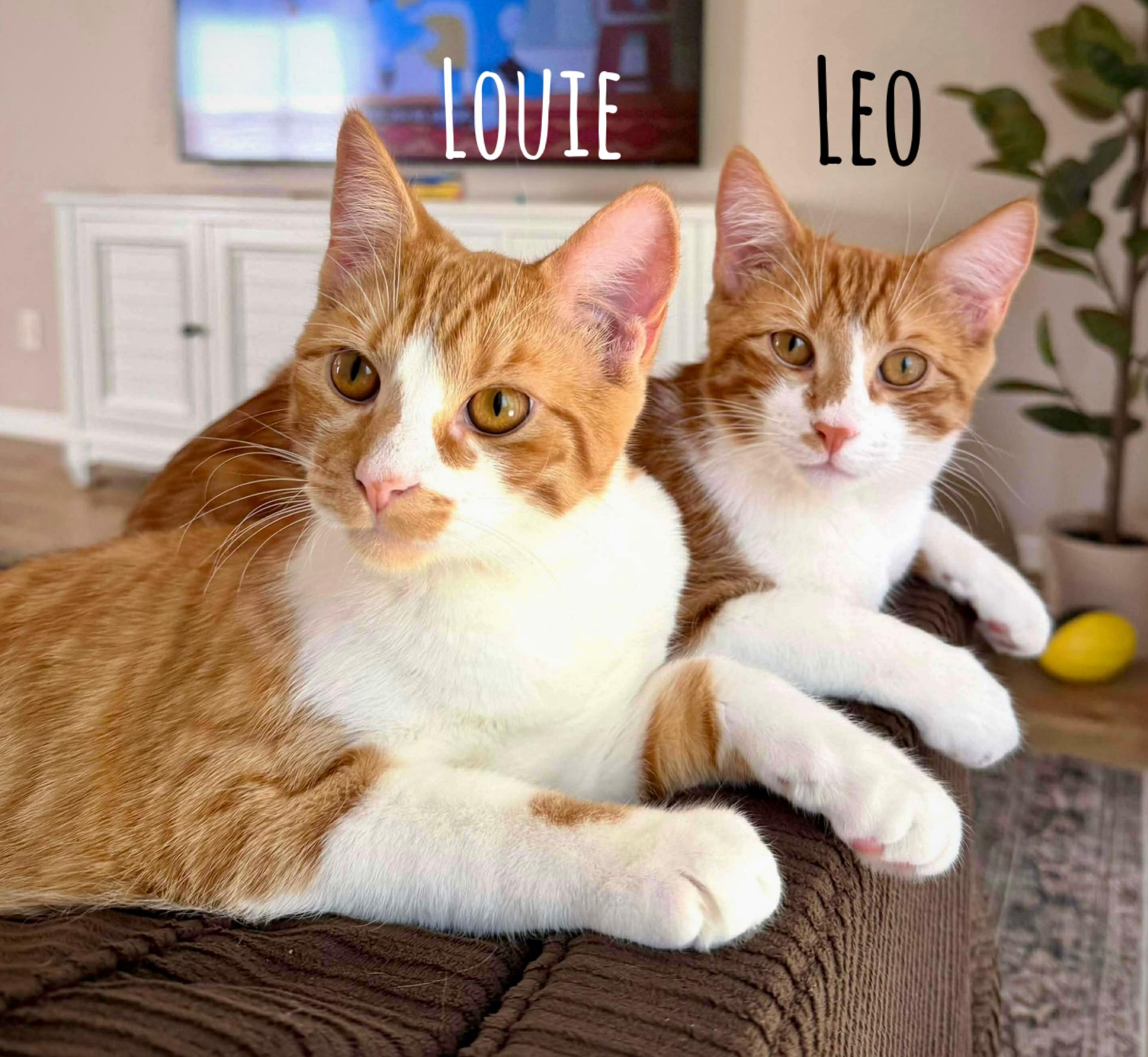 Enlarge Louie & Leo, a ADOPTABLE mixed breed in Warwick, RI image 4/4