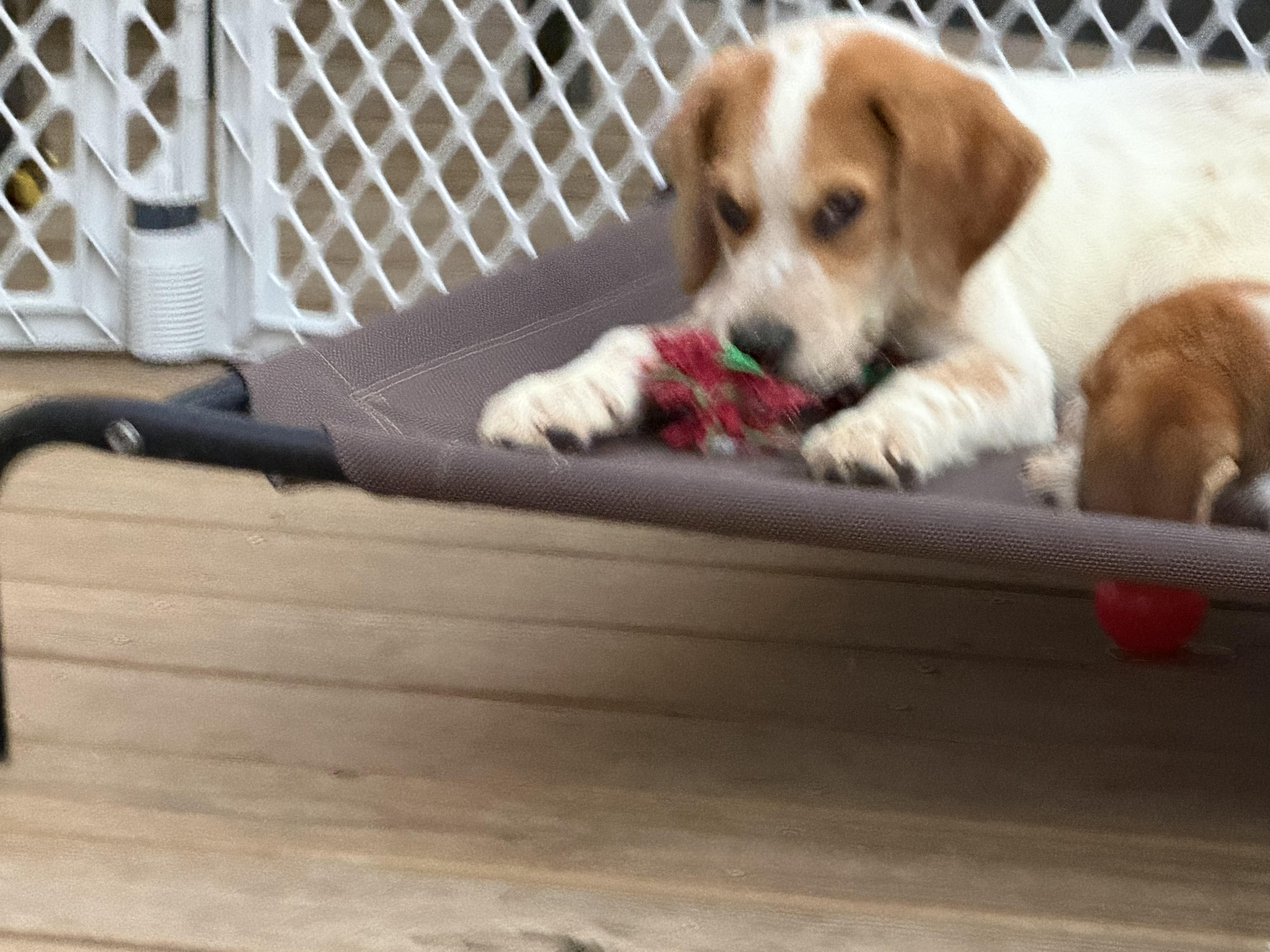 Enlarge Cypress, a Adoptable mixed breed in Stuarts Draft, VA image 3/4