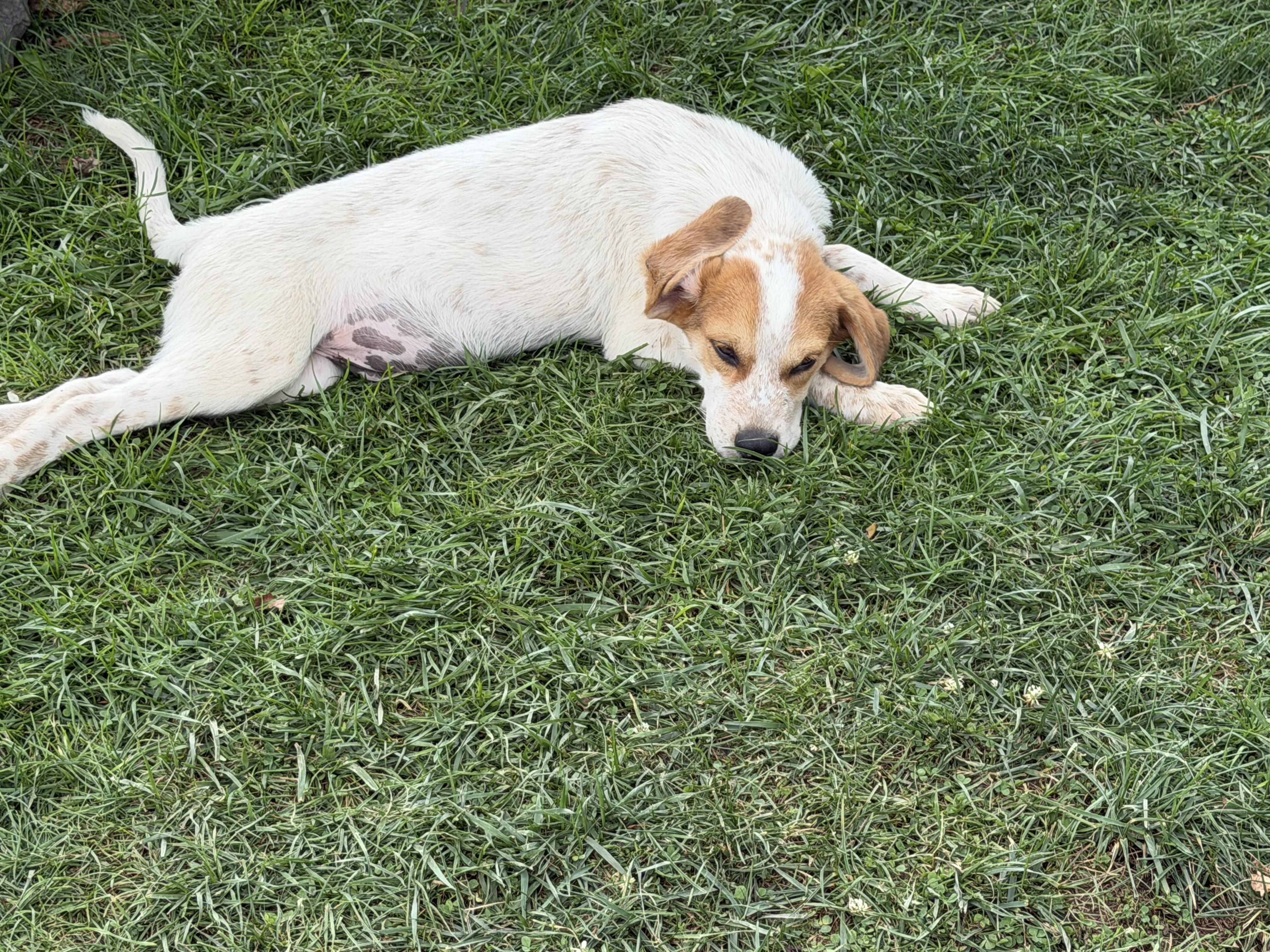 Enlarge Cypress, a Adoptable mixed breed in Stuarts Draft, VA image 1/4