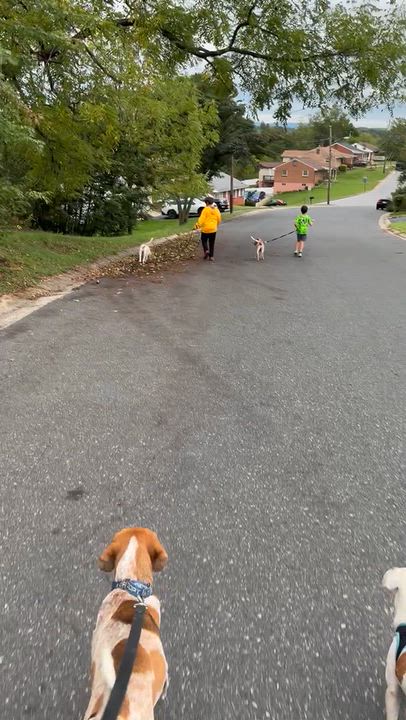 Enlarge Cypress, a Adoptable mixed breed in Stuarts Draft, VA video 4/4