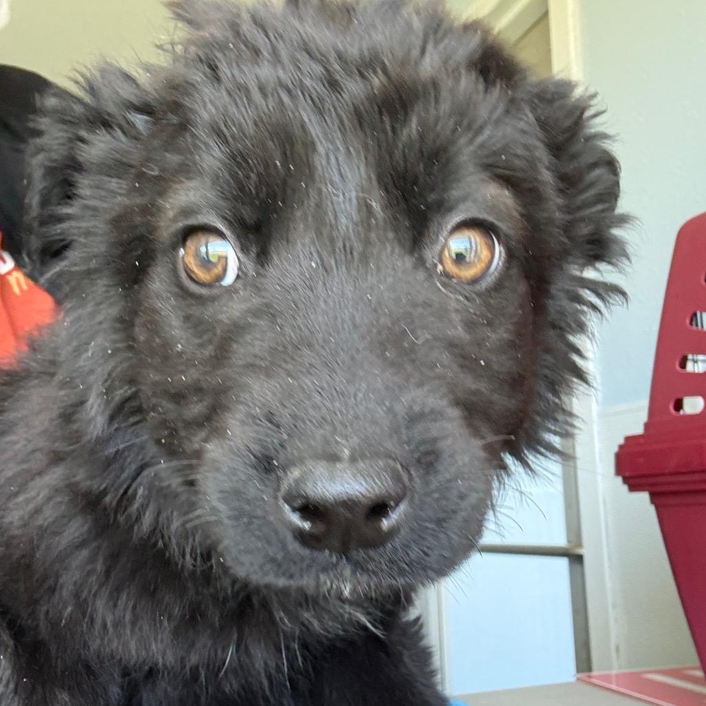 Enlarge Olivia, a ADOPTABLE Husky in Crookston, MN image 1/3