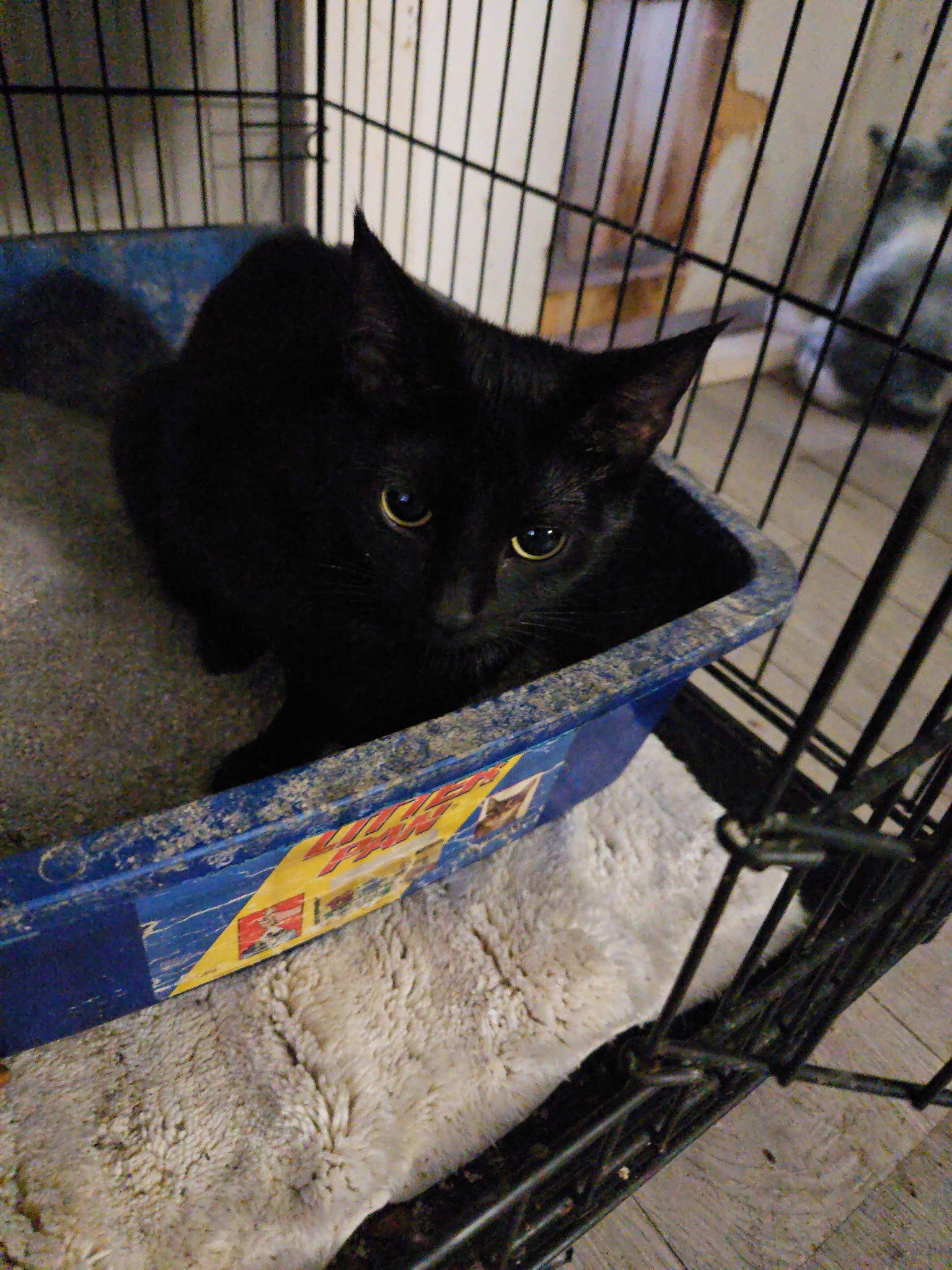Patty ( th(, Adoptable, Young Female Domestic Short Hair.