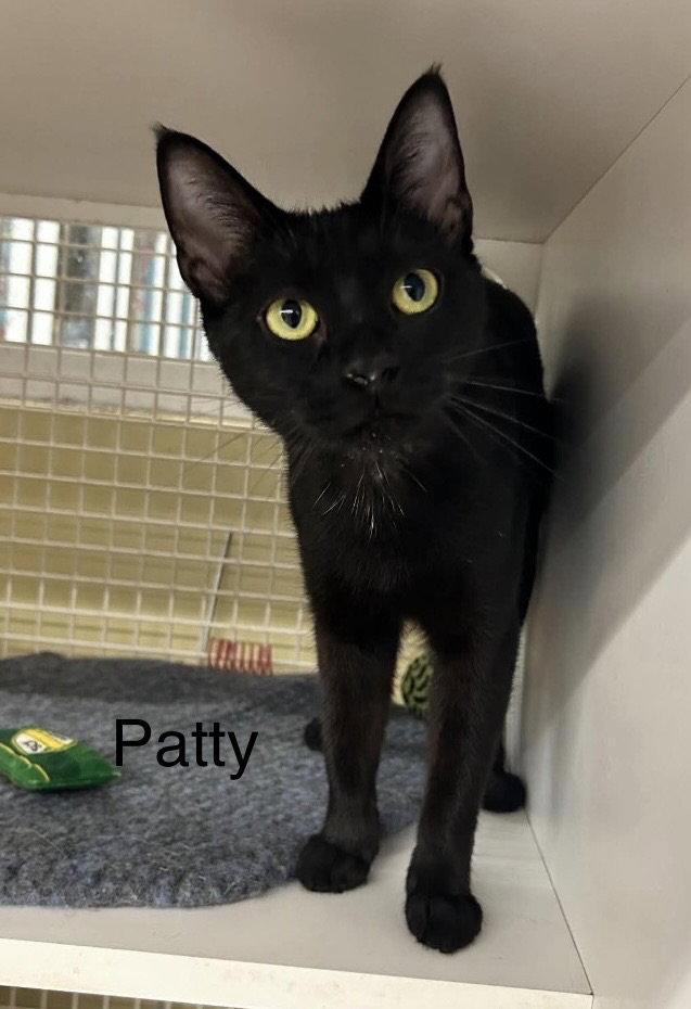 Patty ( th(, Adoptable, Young Female Domestic Short Hair.