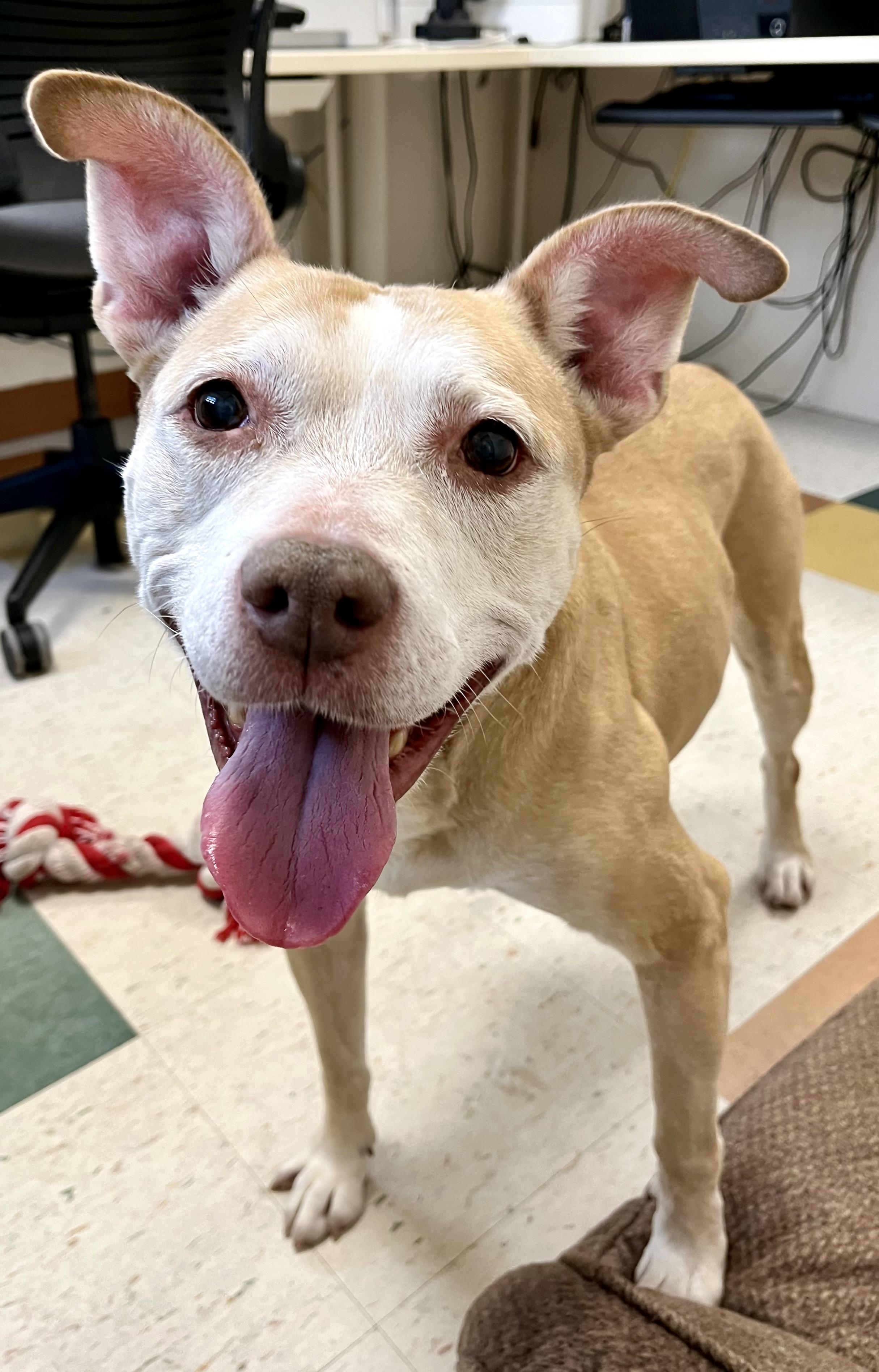 Christy, Senior Female Pit Bull Terrier