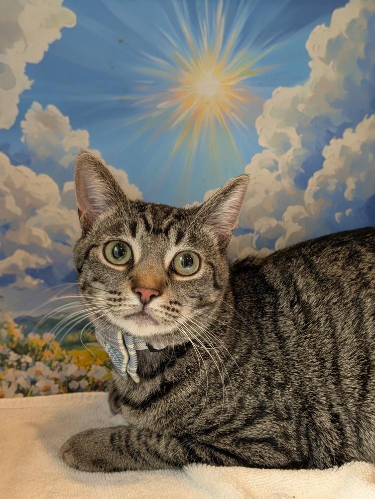 Smokey, Adoptable, Young Male Tabby.
