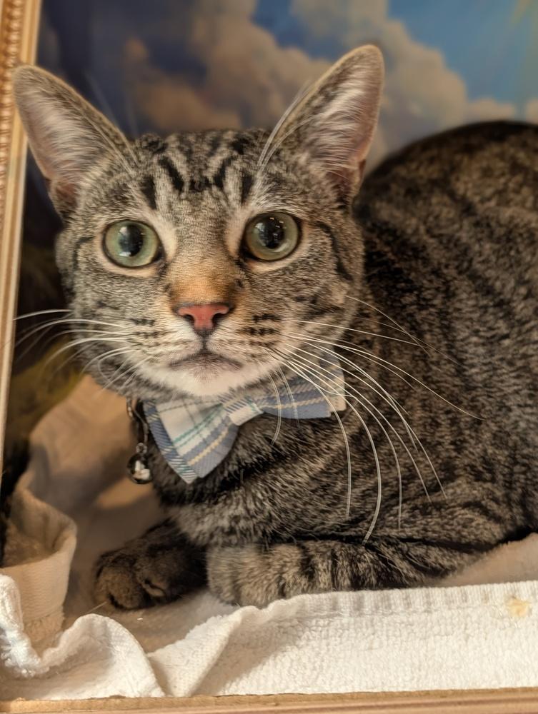 Enlarge Smokey, a Adoptable mixed breed in Fremont, CA image 2/6