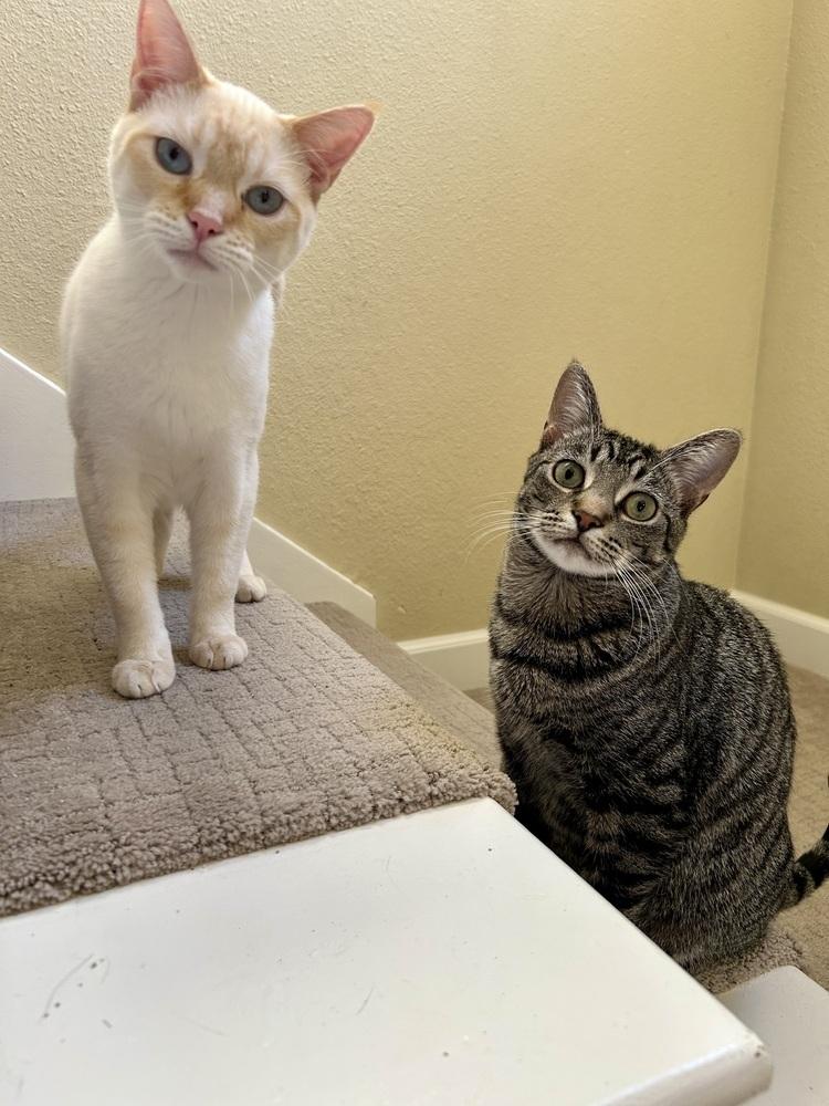 Enlarge Smokey, a Adoptable mixed breed in Fremont, CA image 3/6