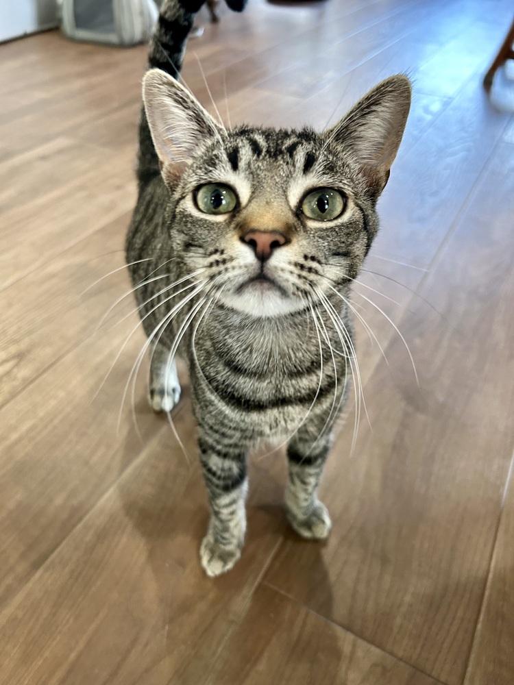 Enlarge Smokey, a Adoptable mixed breed in Fremont, CA image 4/6