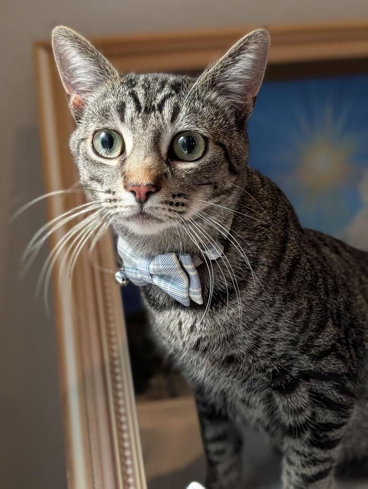 Enlarge Smokey, a Adoptable mixed breed in Fremont, CA image 5/6