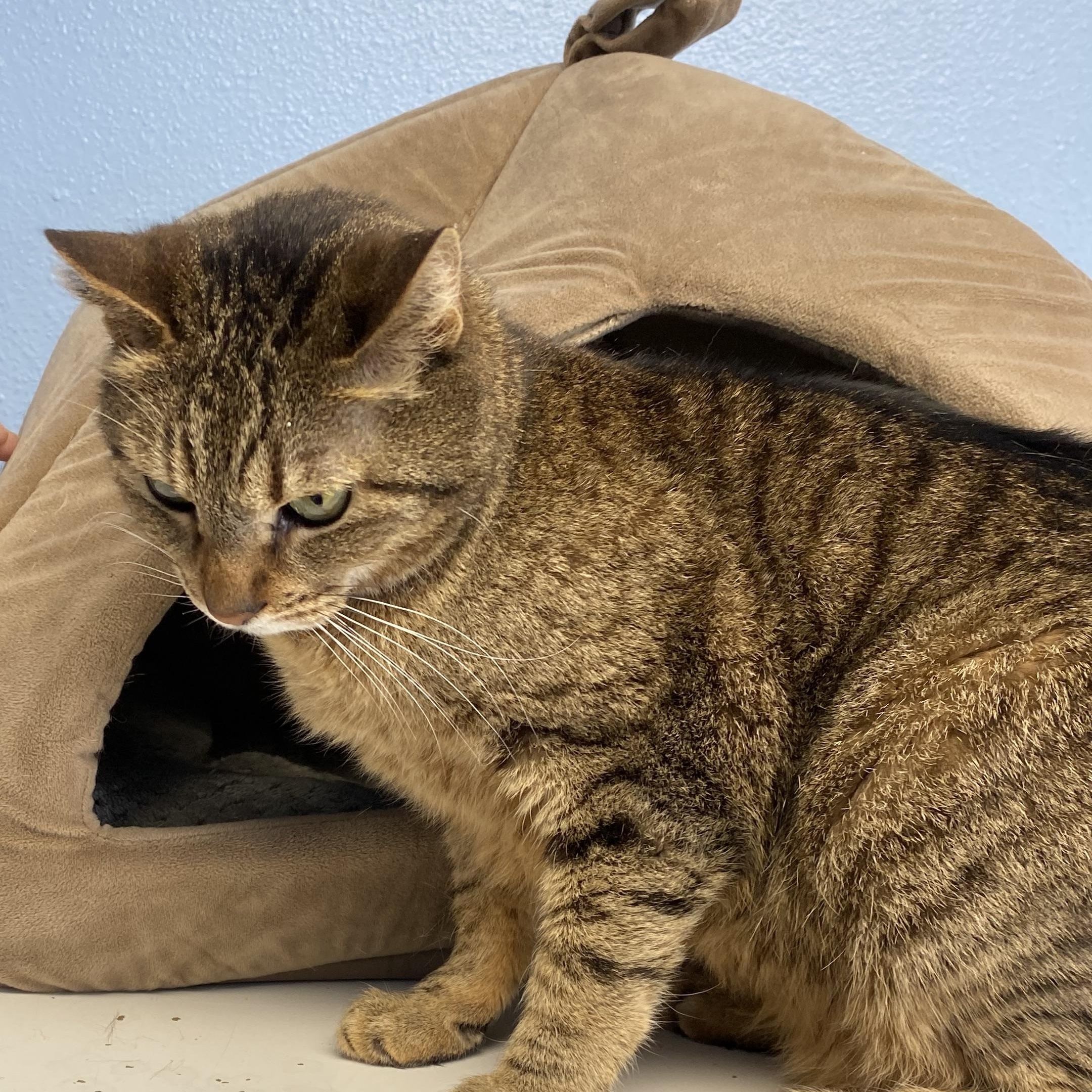 Brownie, a ADOPTABLE Domestic Short Hair in Choteau, MT image 2/2