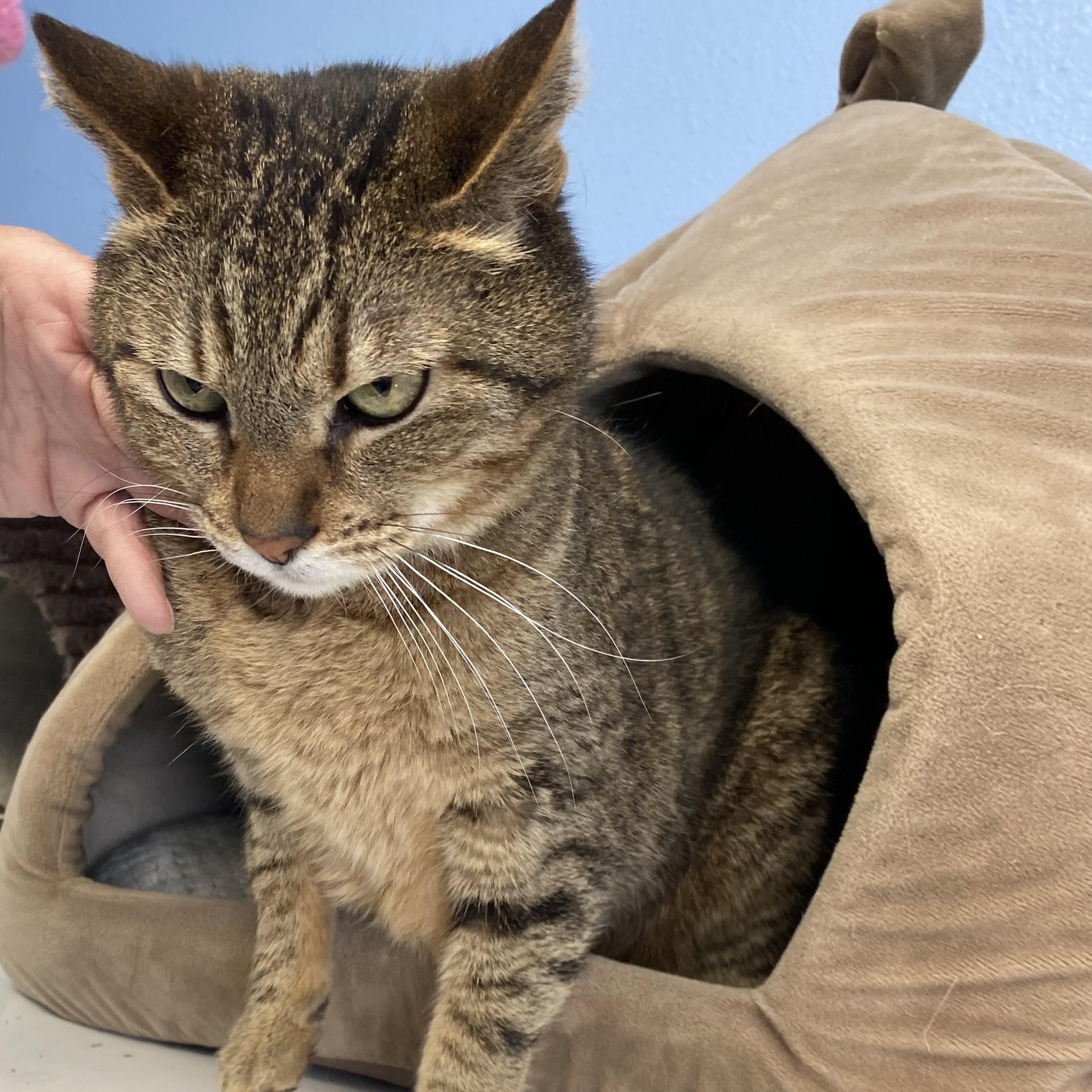 Brownie, a ADOPTABLE Domestic Short Hair in Choteau, MT image 1/2