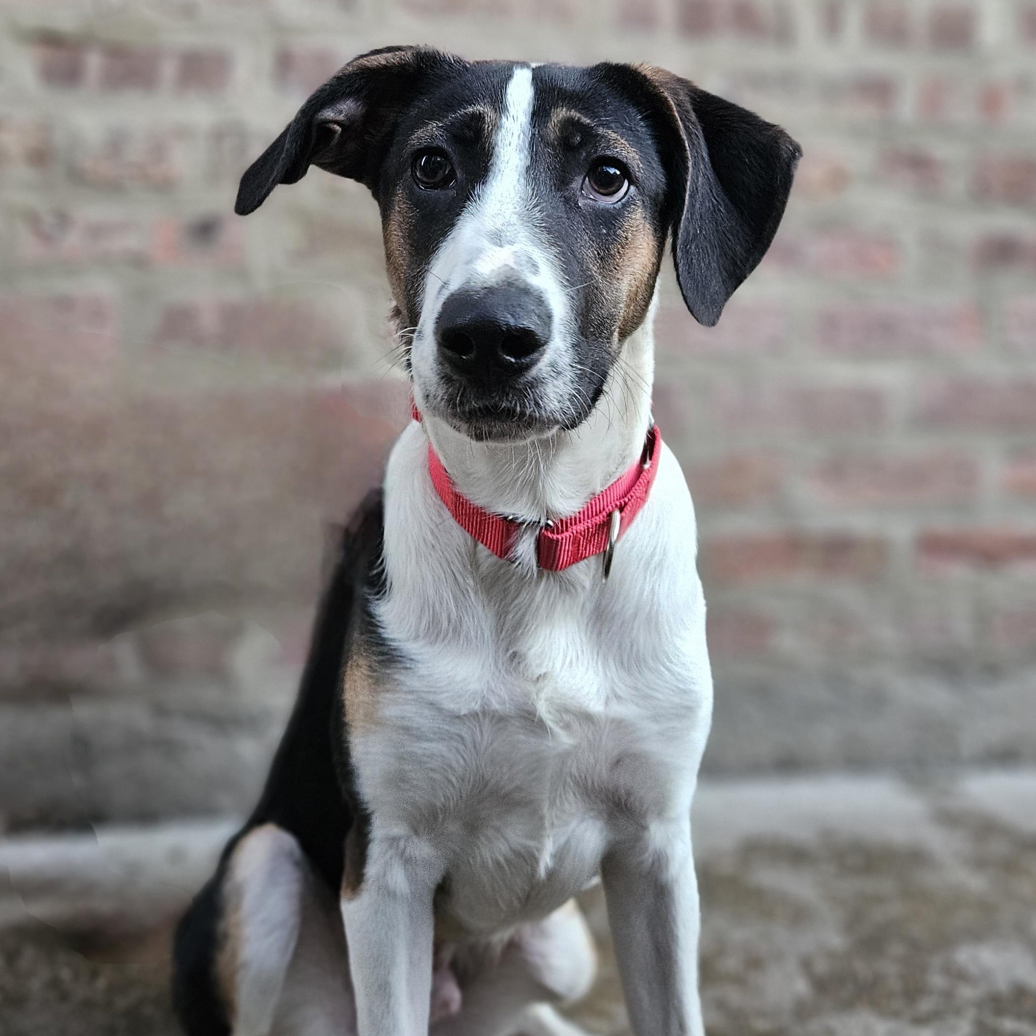 Stanley(REDUCED FEE!)