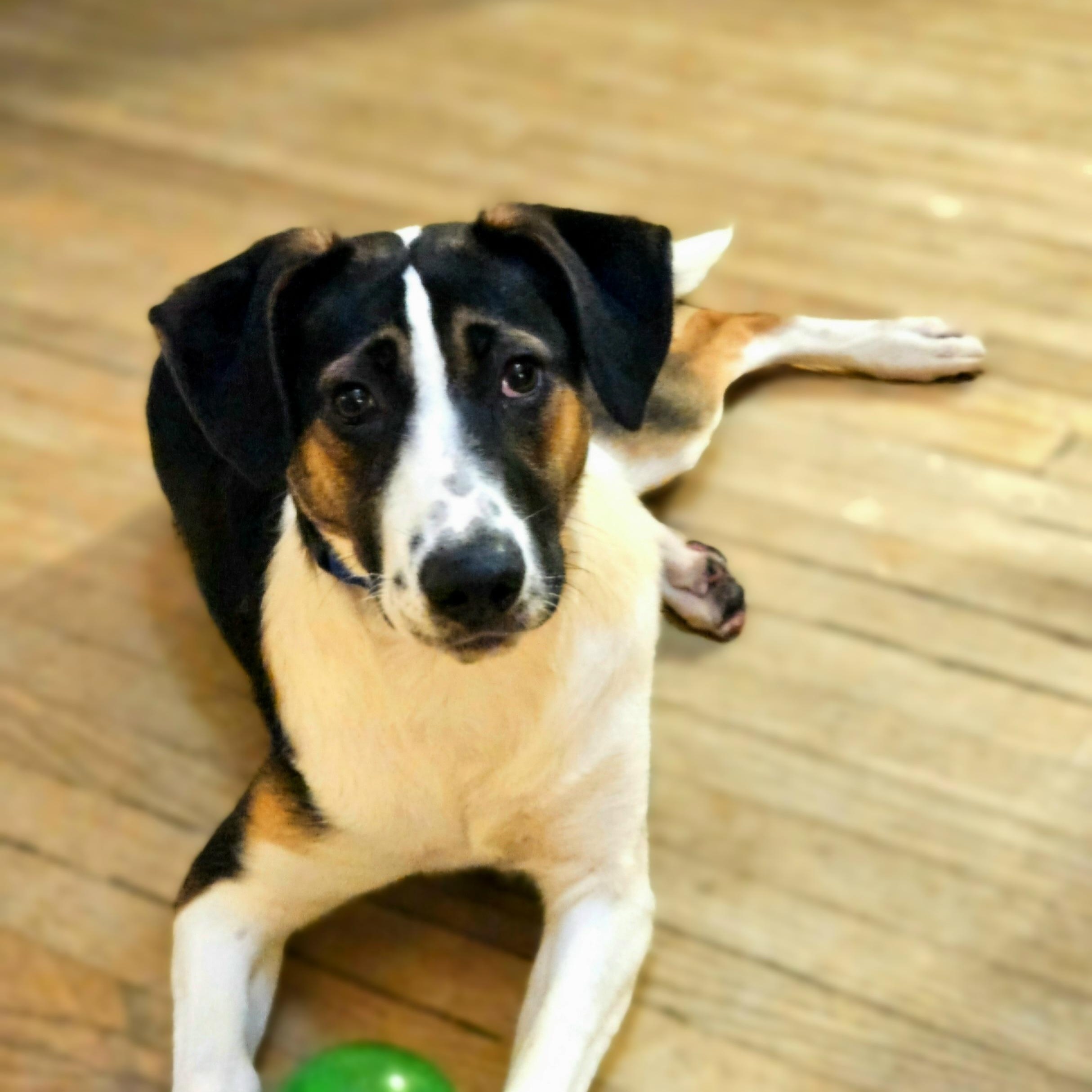 Enlarge Stanley(REDUCED FEE!), a Adoptable mixed breed in Chicago, IL image 2/5