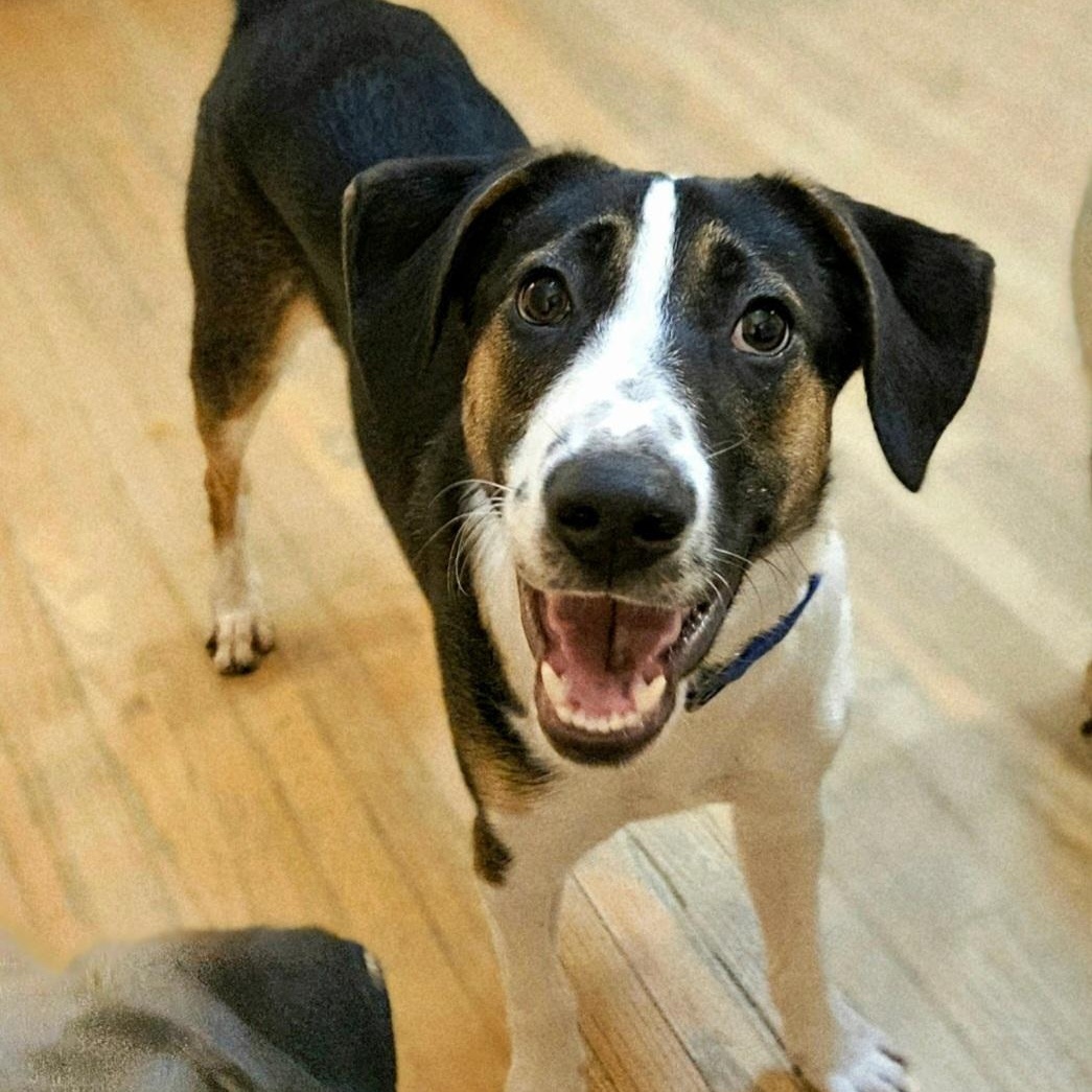 Enlarge Stanley(REDUCED FEE!), a Adoptable mixed breed in Chicago, IL image 3/5