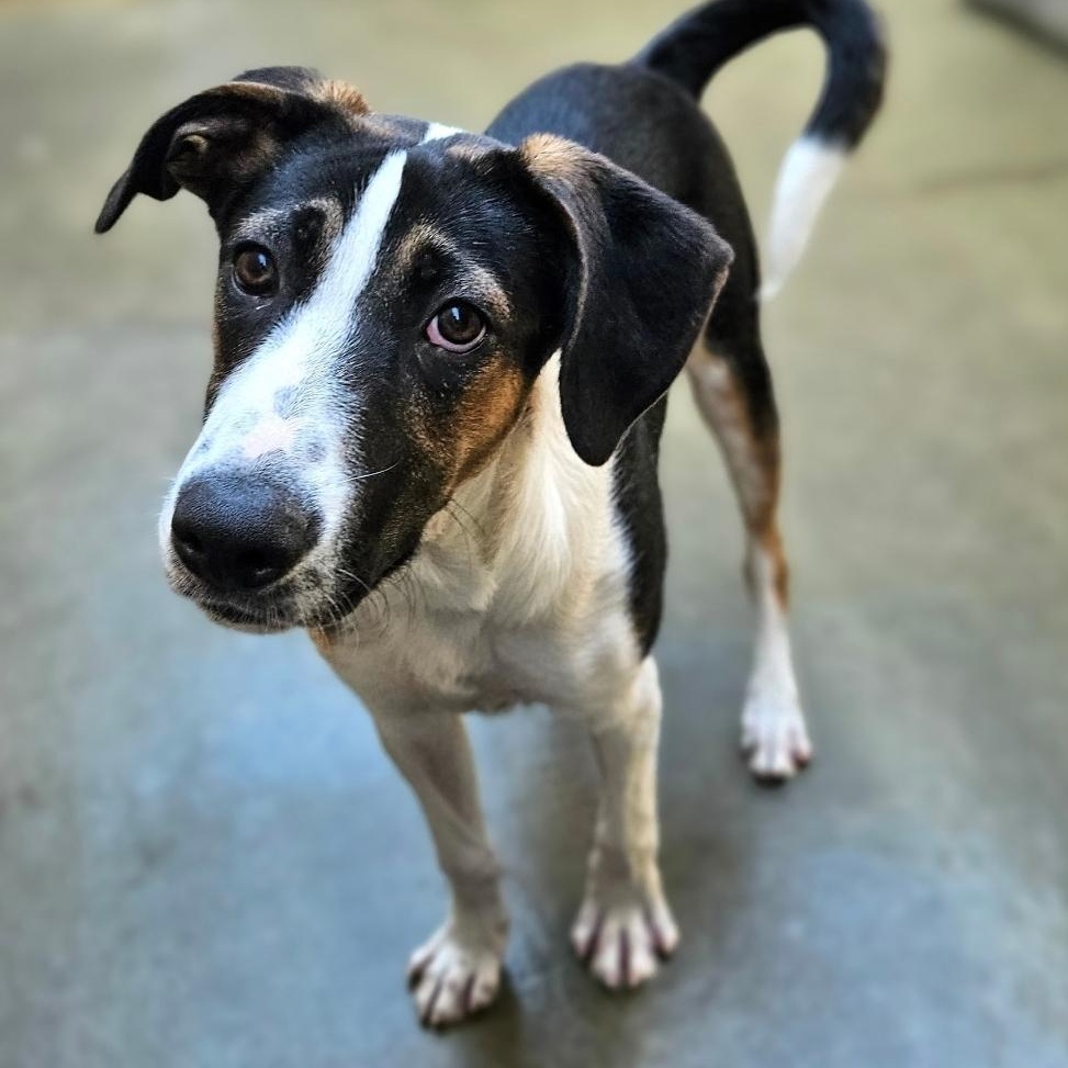 Stanley(REDUCED FEE!)