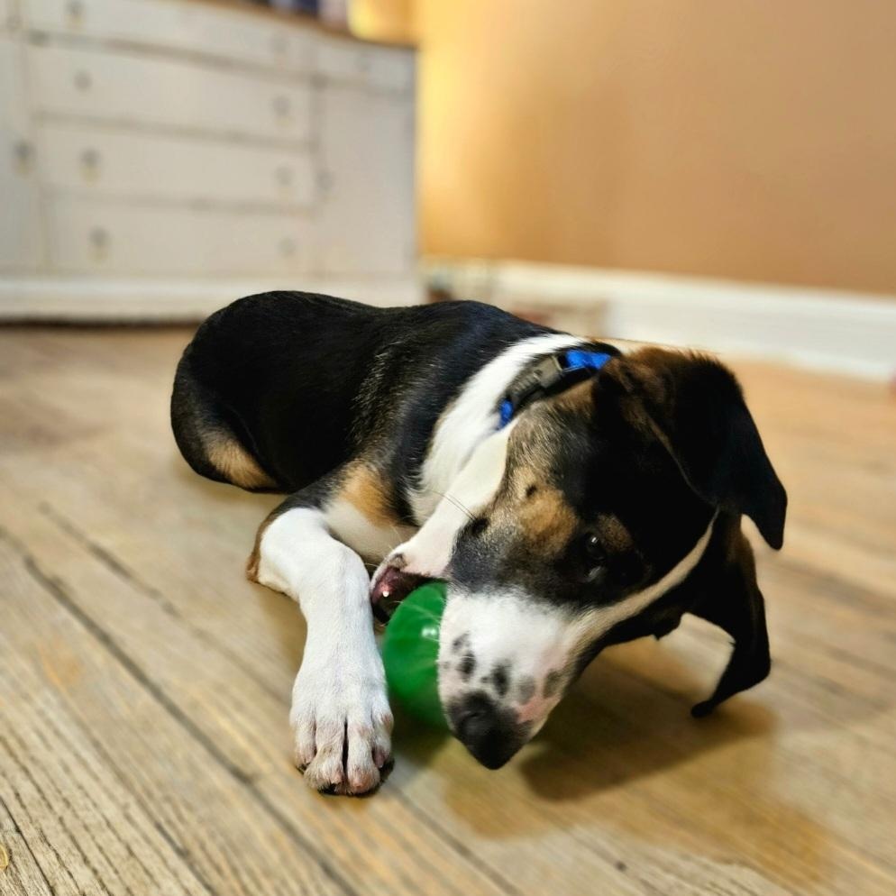 Enlarge Stanley(REDUCED FEE!), a Adoptable mixed breed in Chicago, IL image 5/5