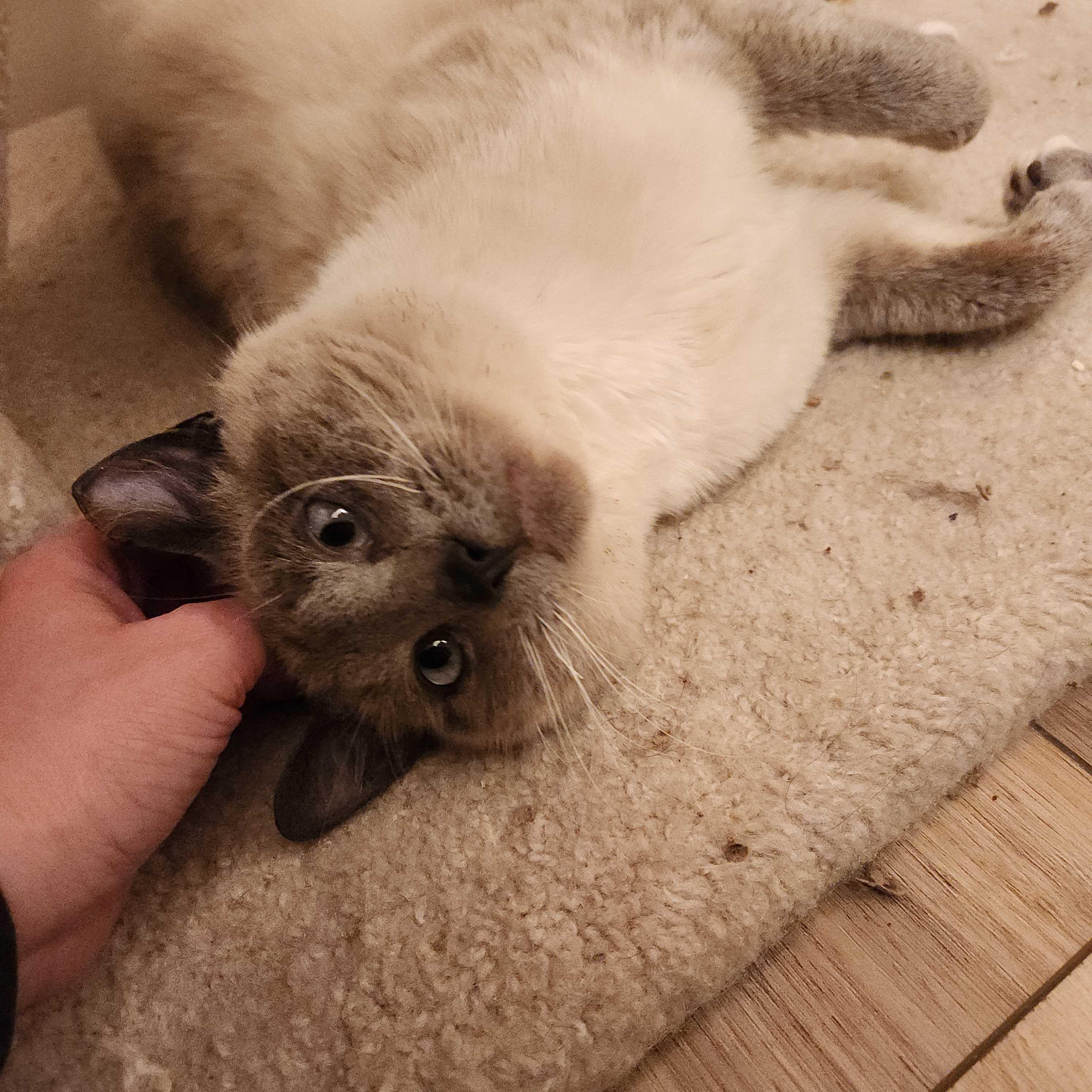 Enlarge Blueberry Muffin, an adopted Domestic Short Hair in Seattle, WA image 6/6